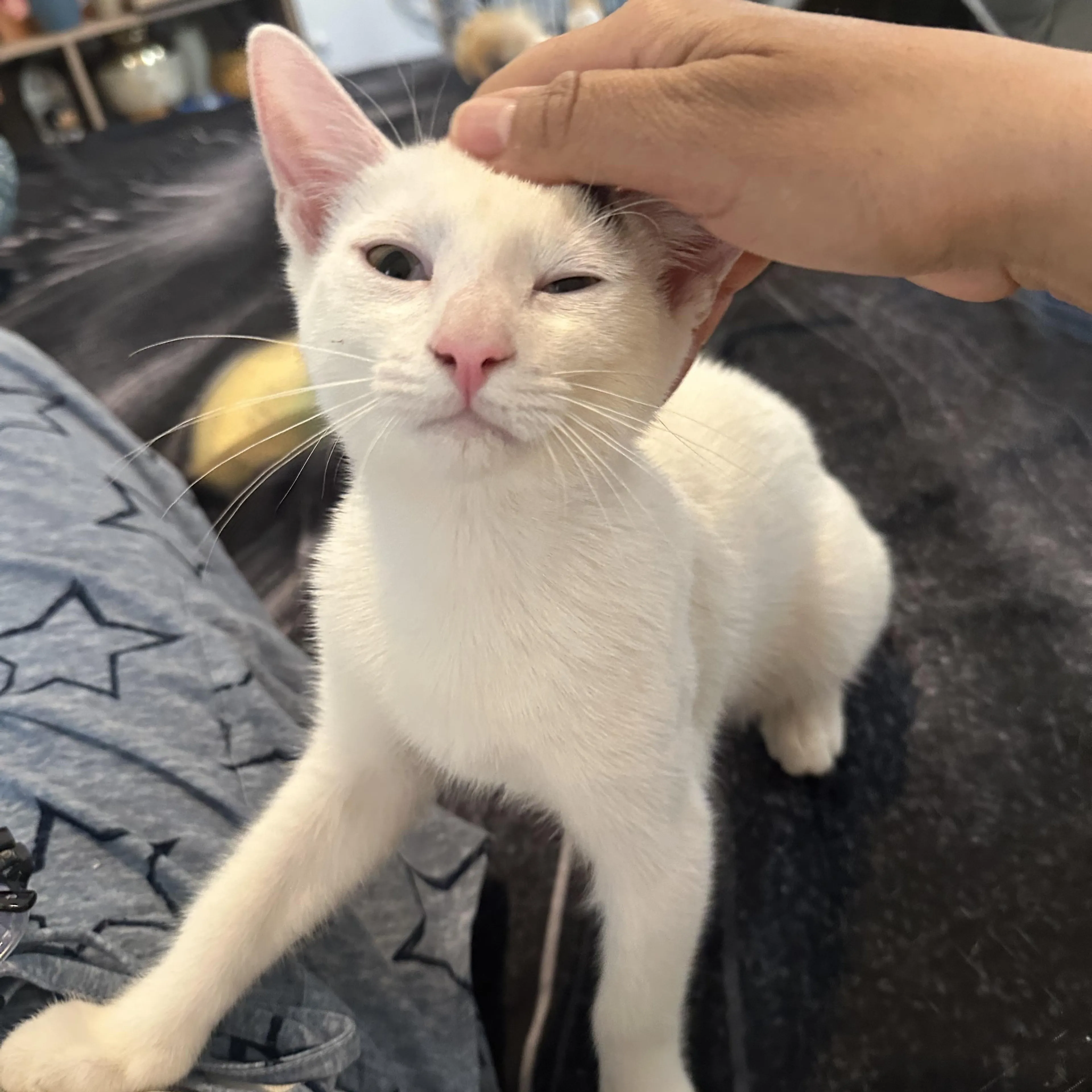 Found pet-3