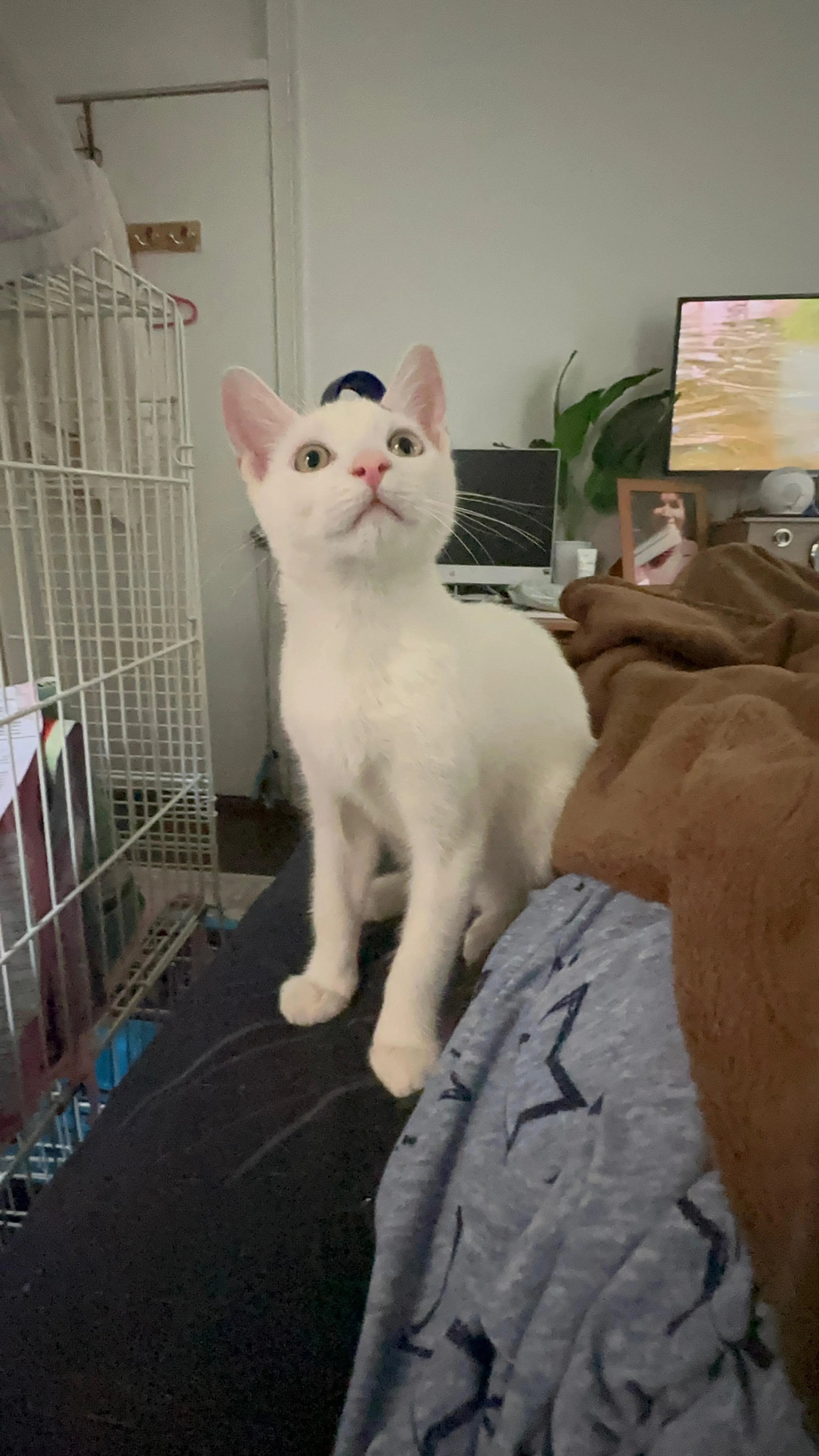 Found pet-1