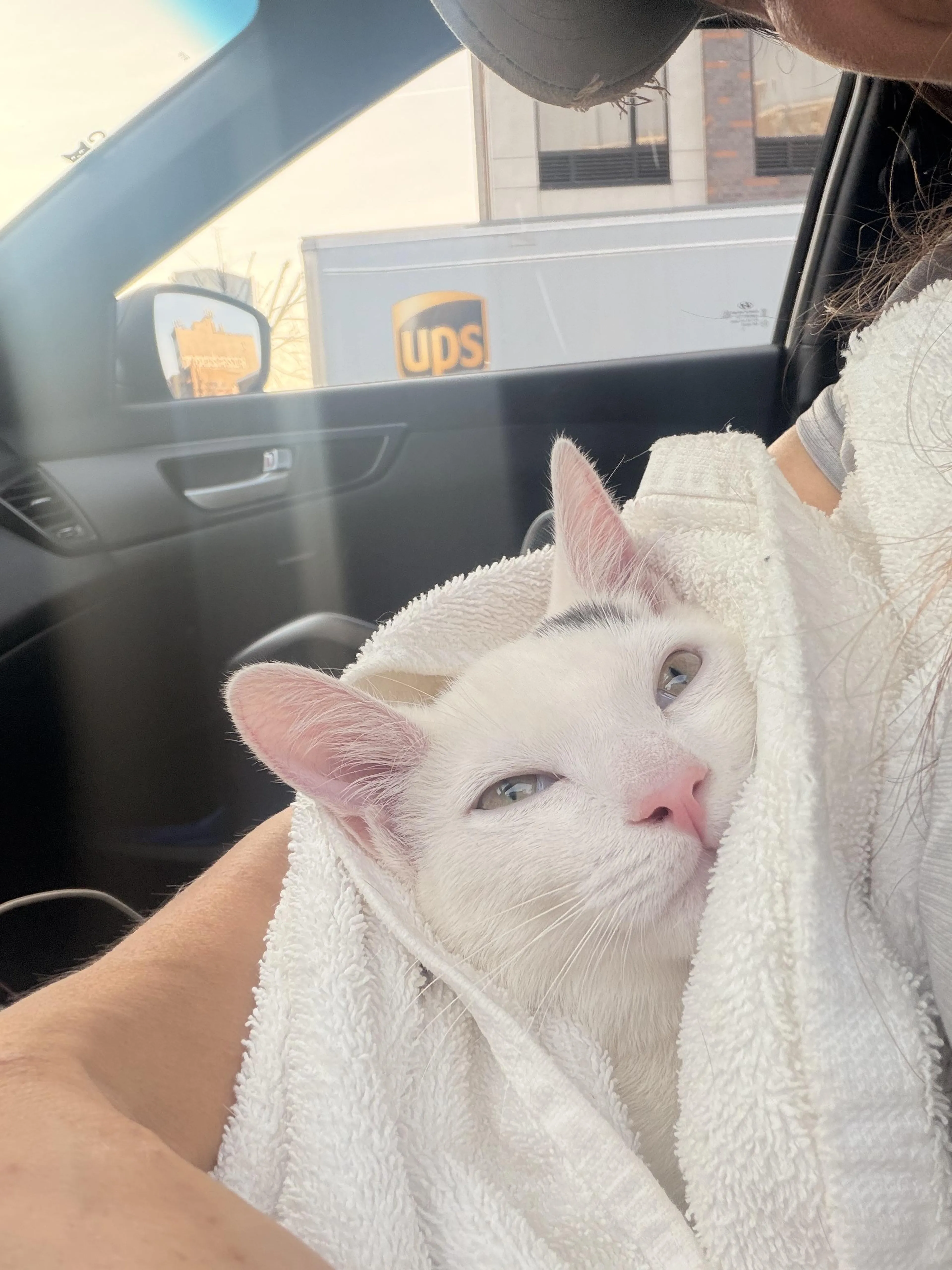 Found pet-2