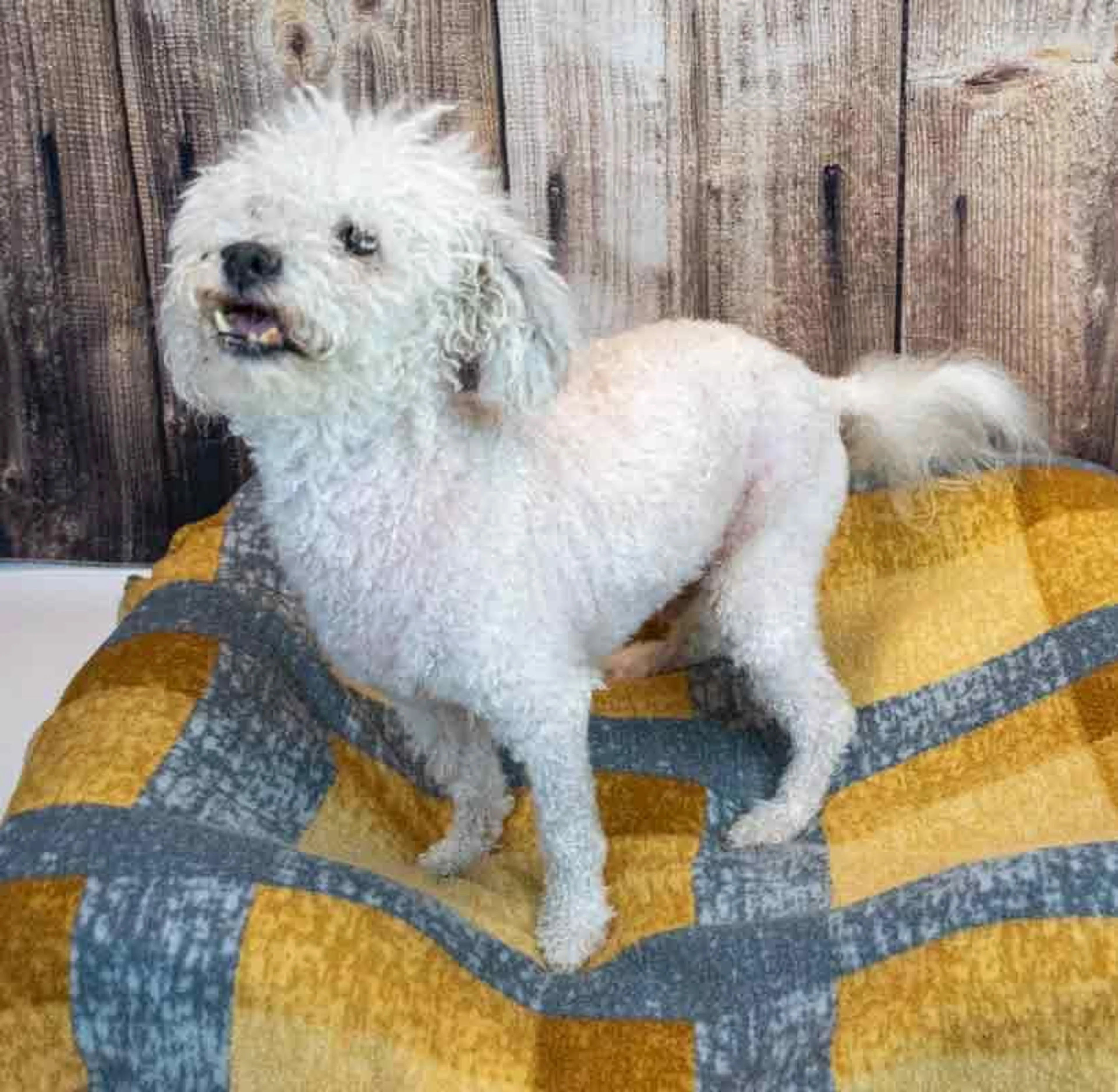 Found pet-2