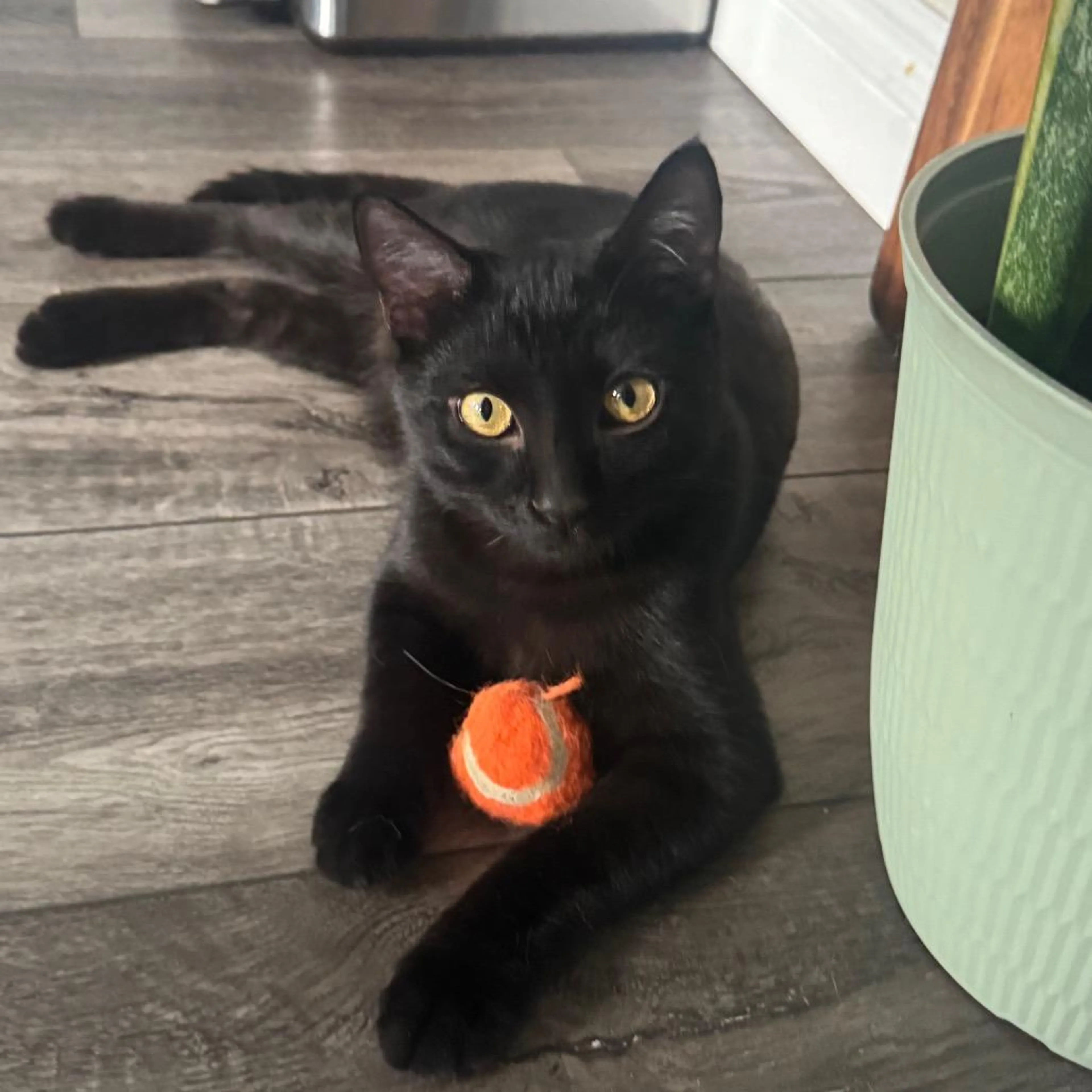 Found pet-1