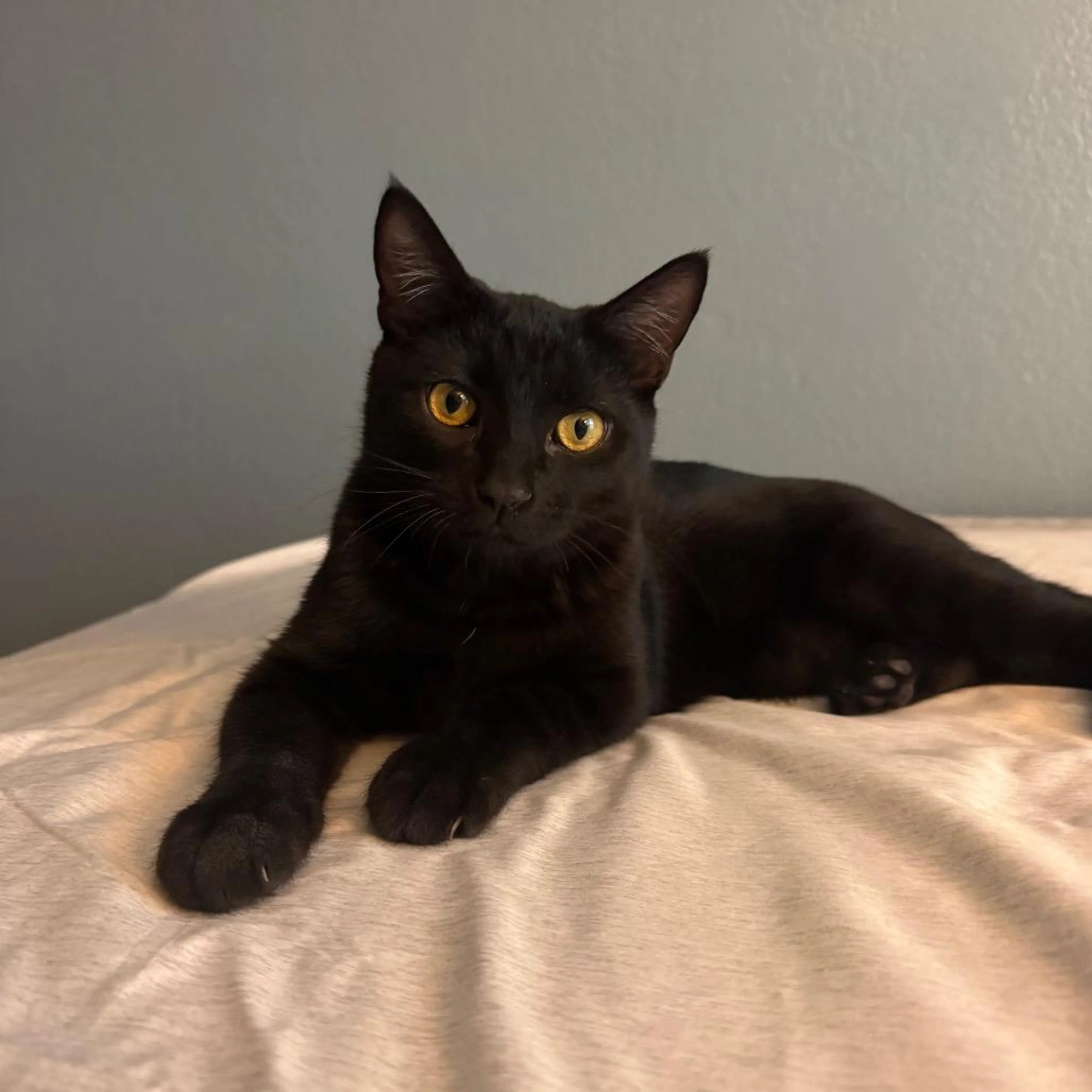 Found pet-0