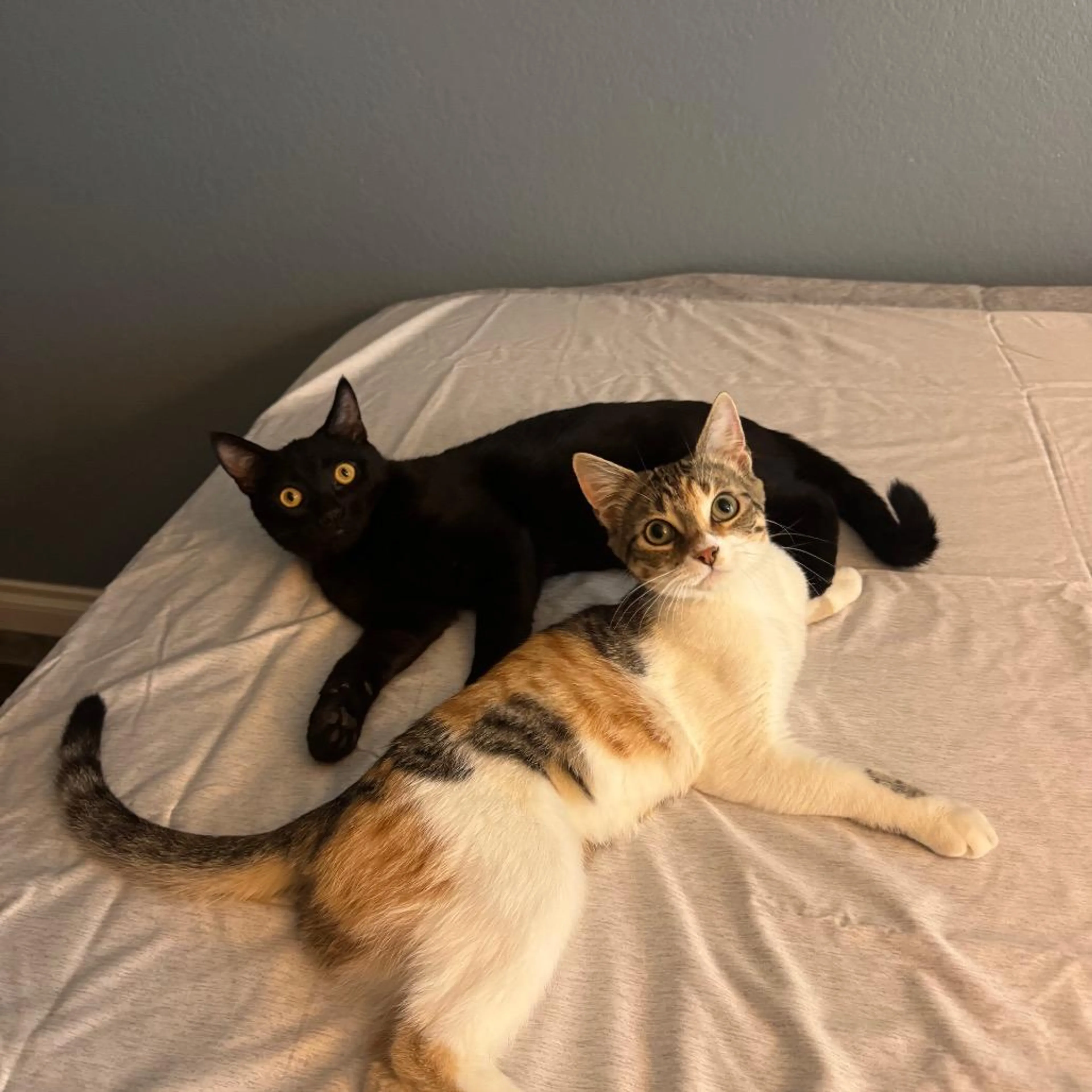 Found pet-2