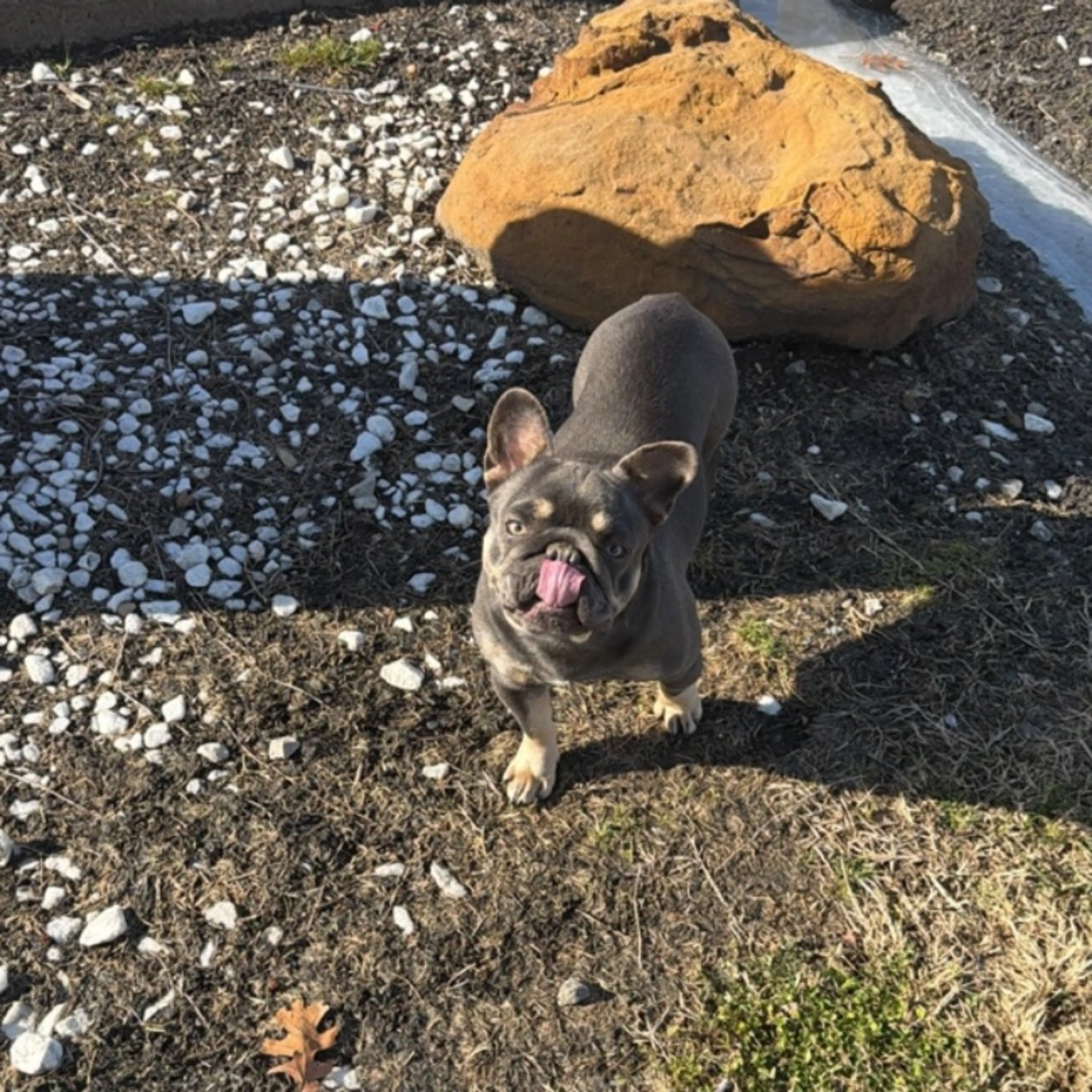 Lost pet