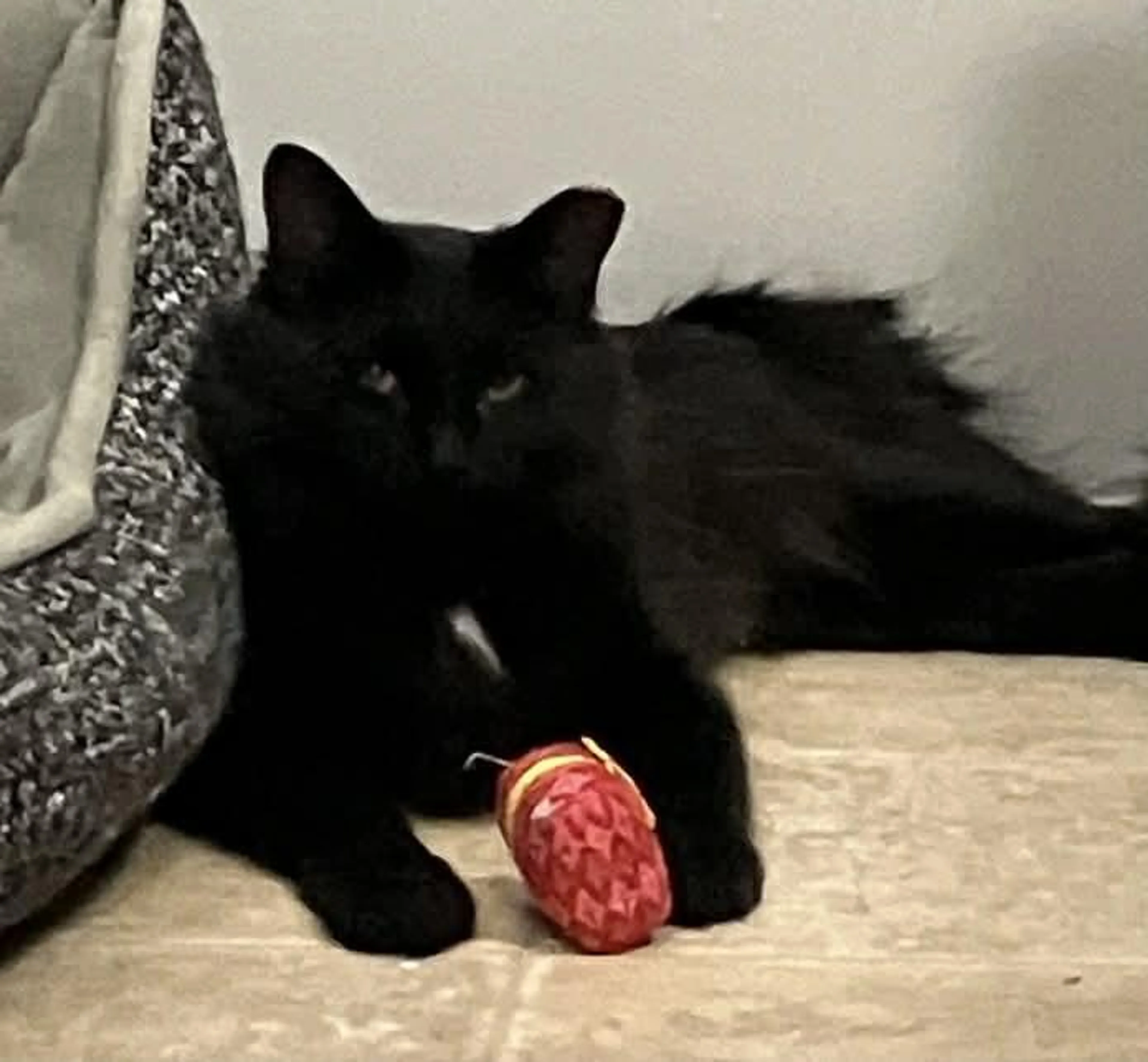 Found pet-1