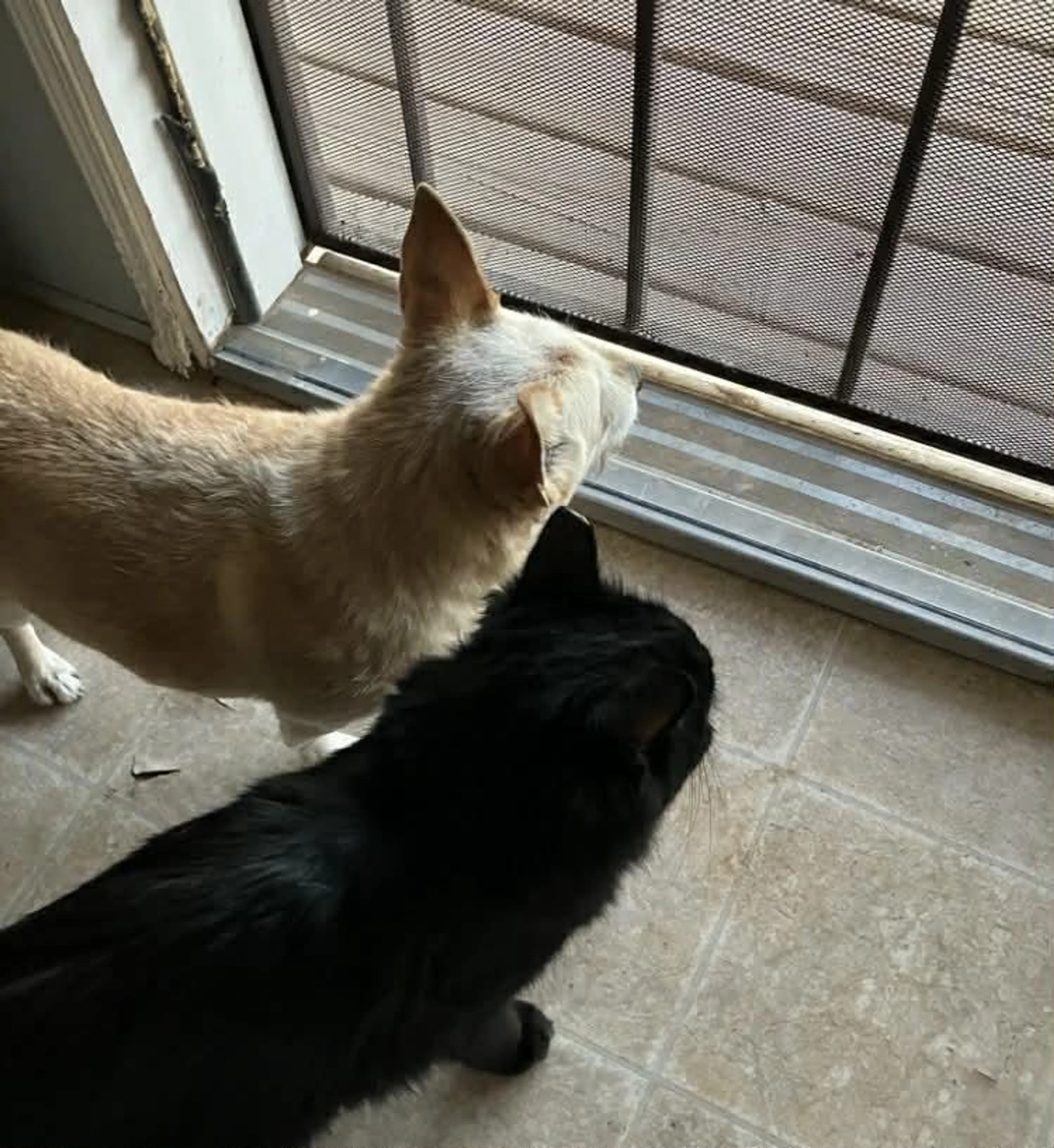 Found pet-2