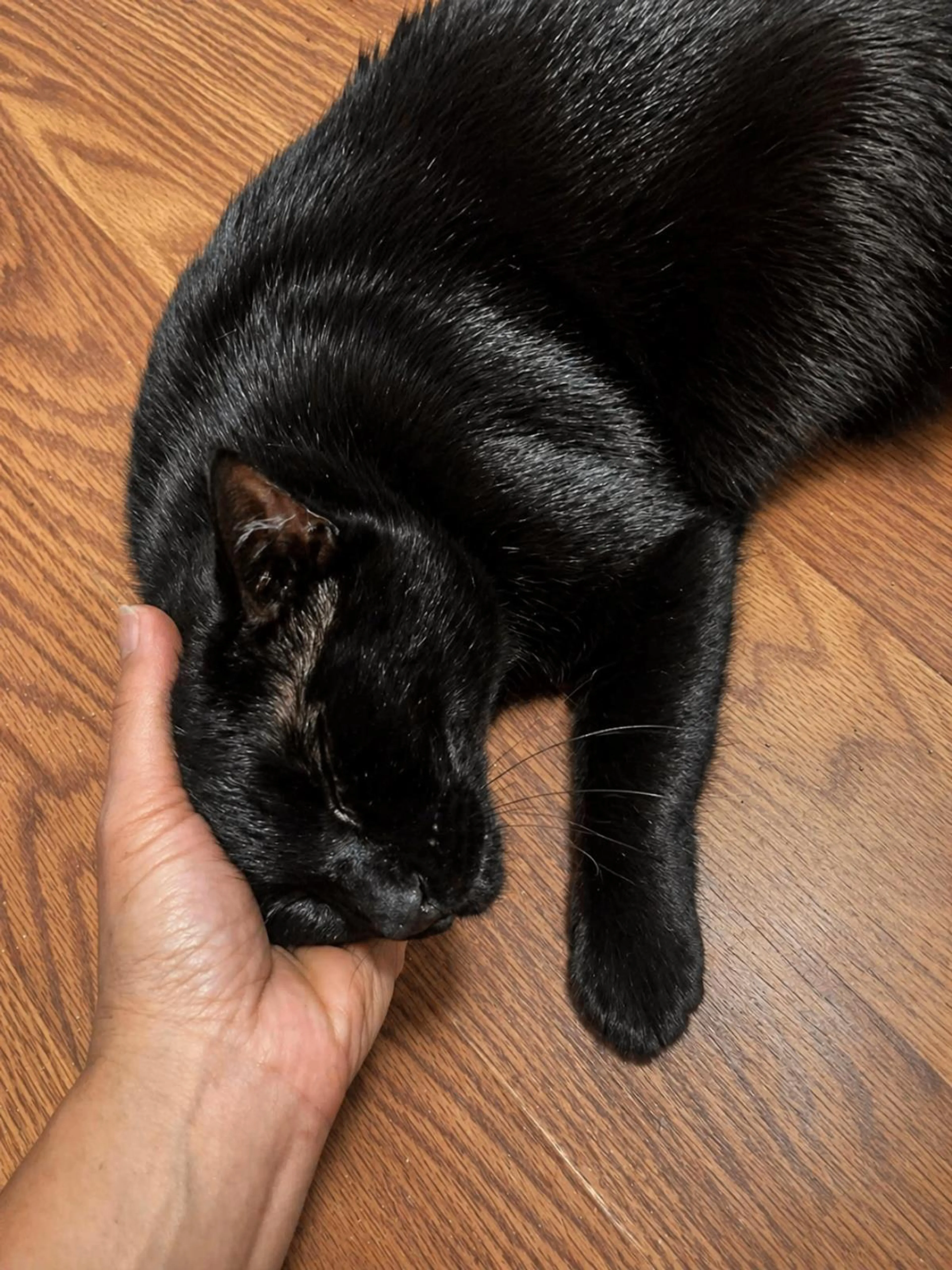 Found pet-0