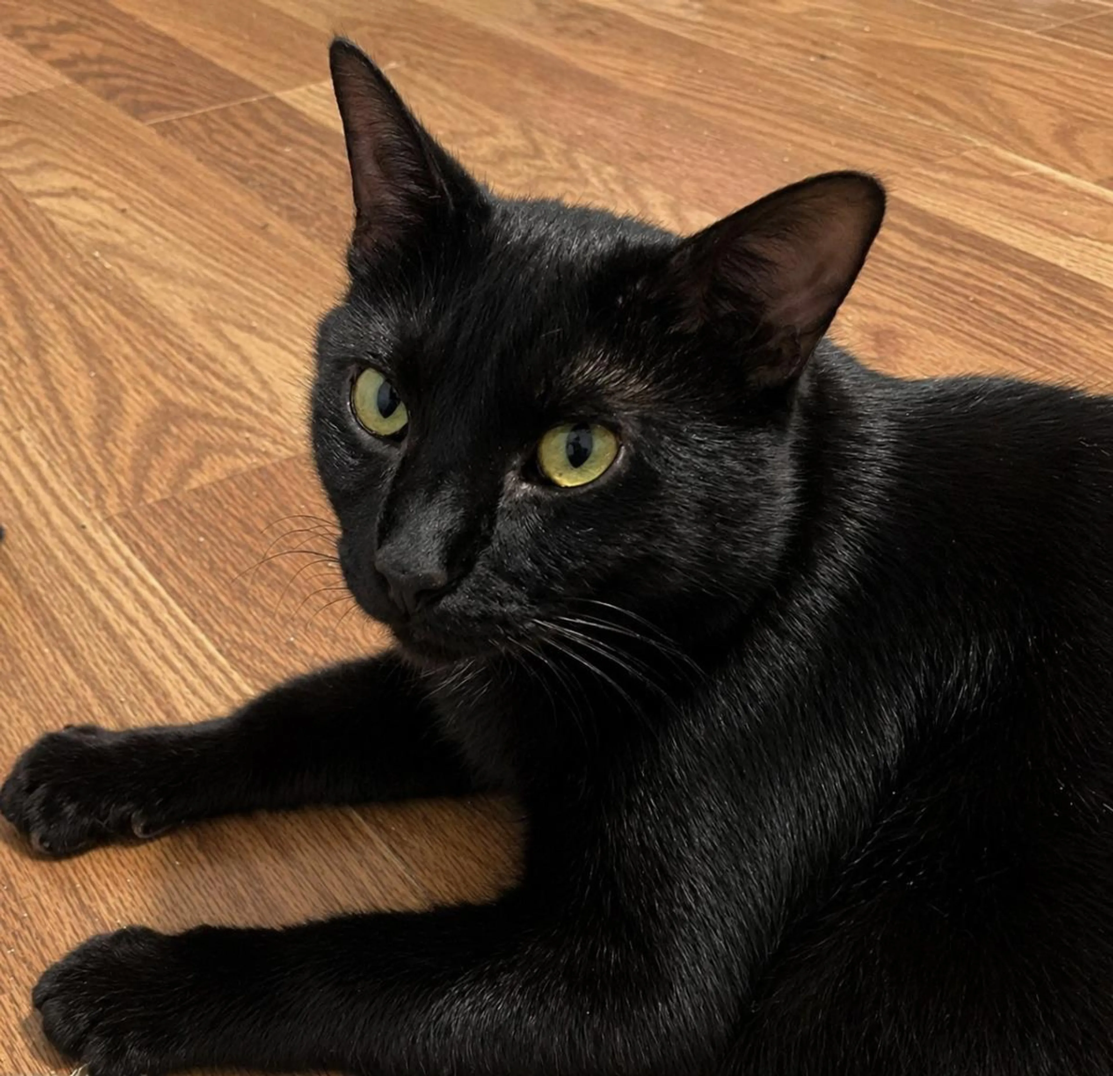 Found pet-1