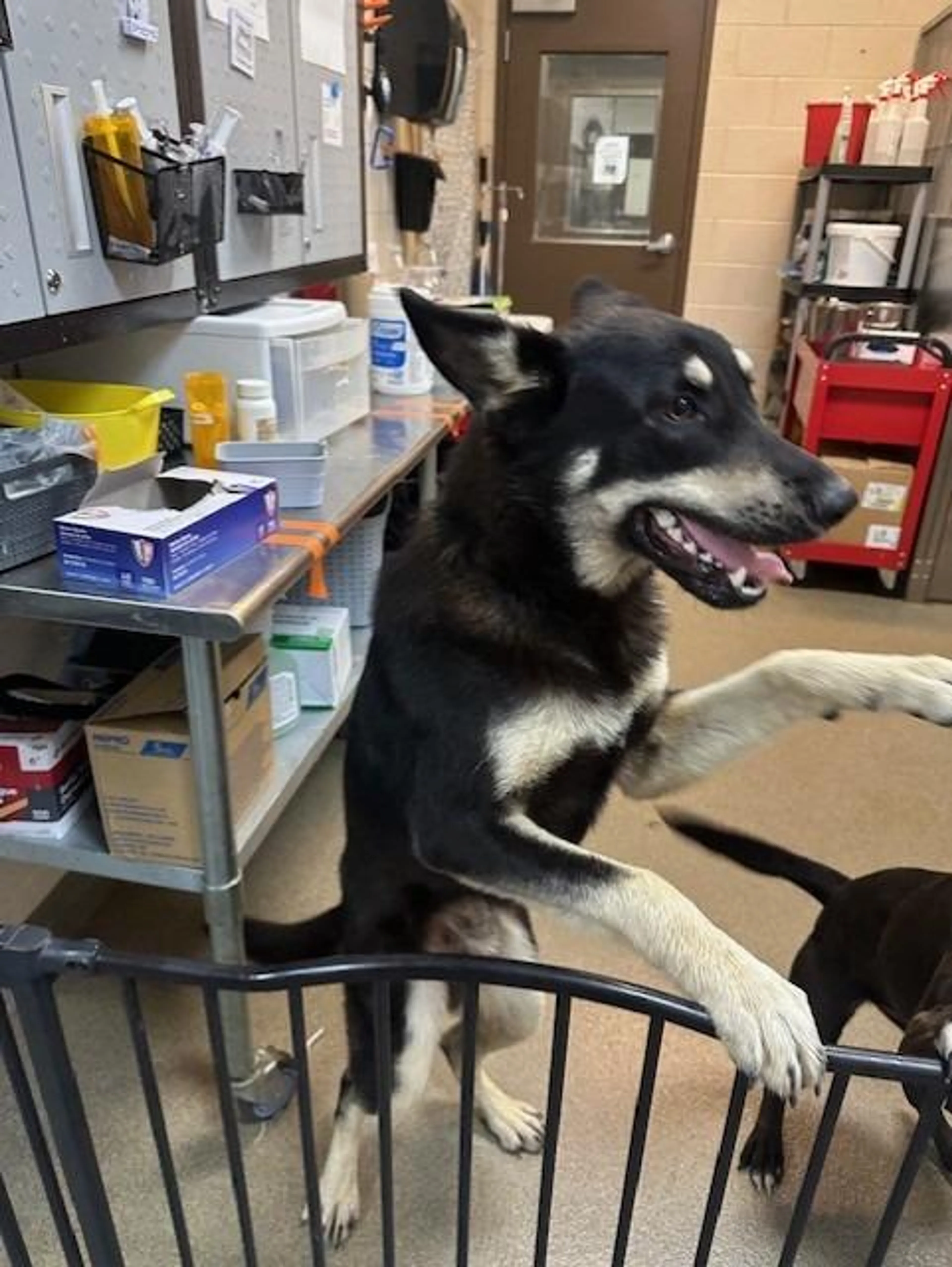 Found pet