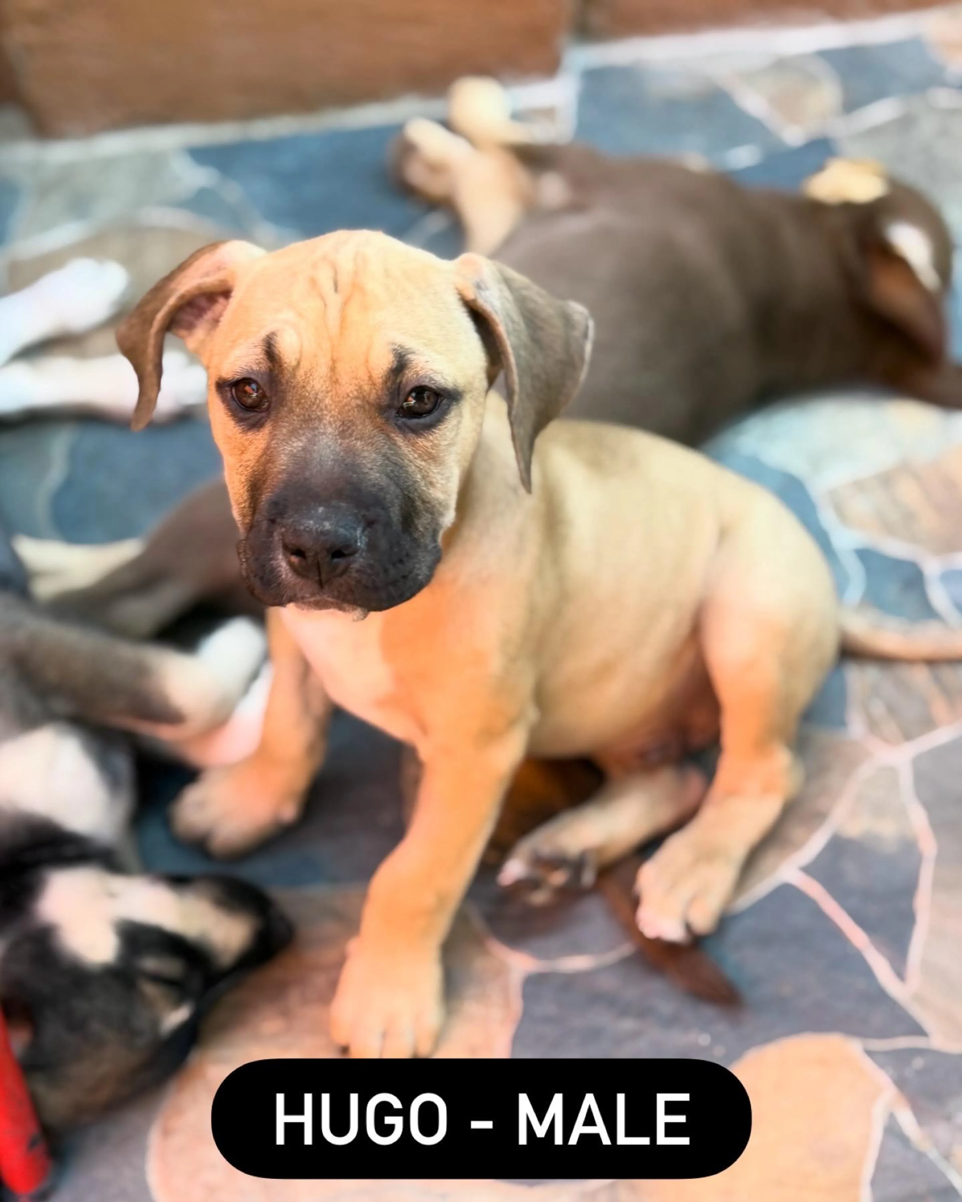 Found pet-1