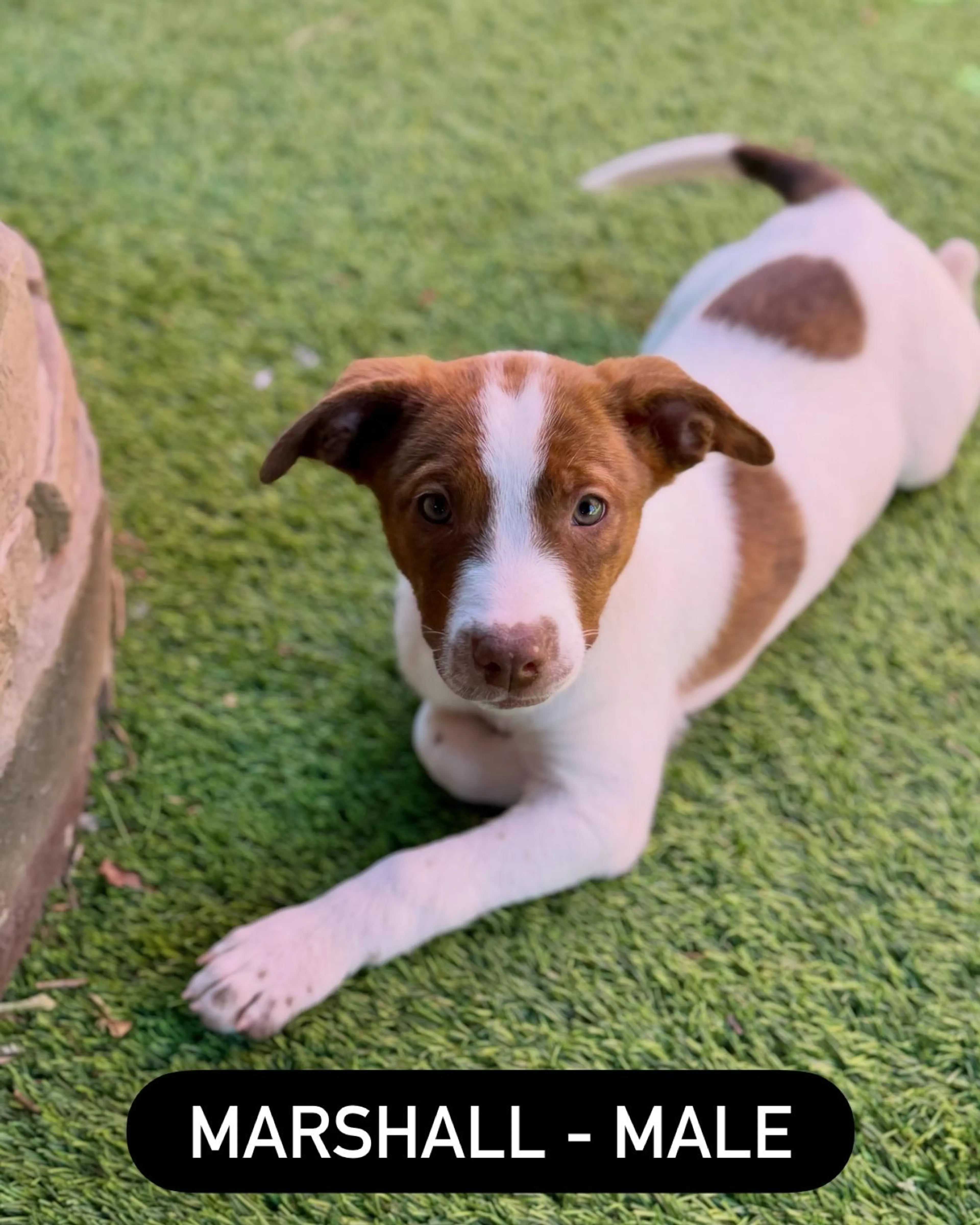 Found pet-2