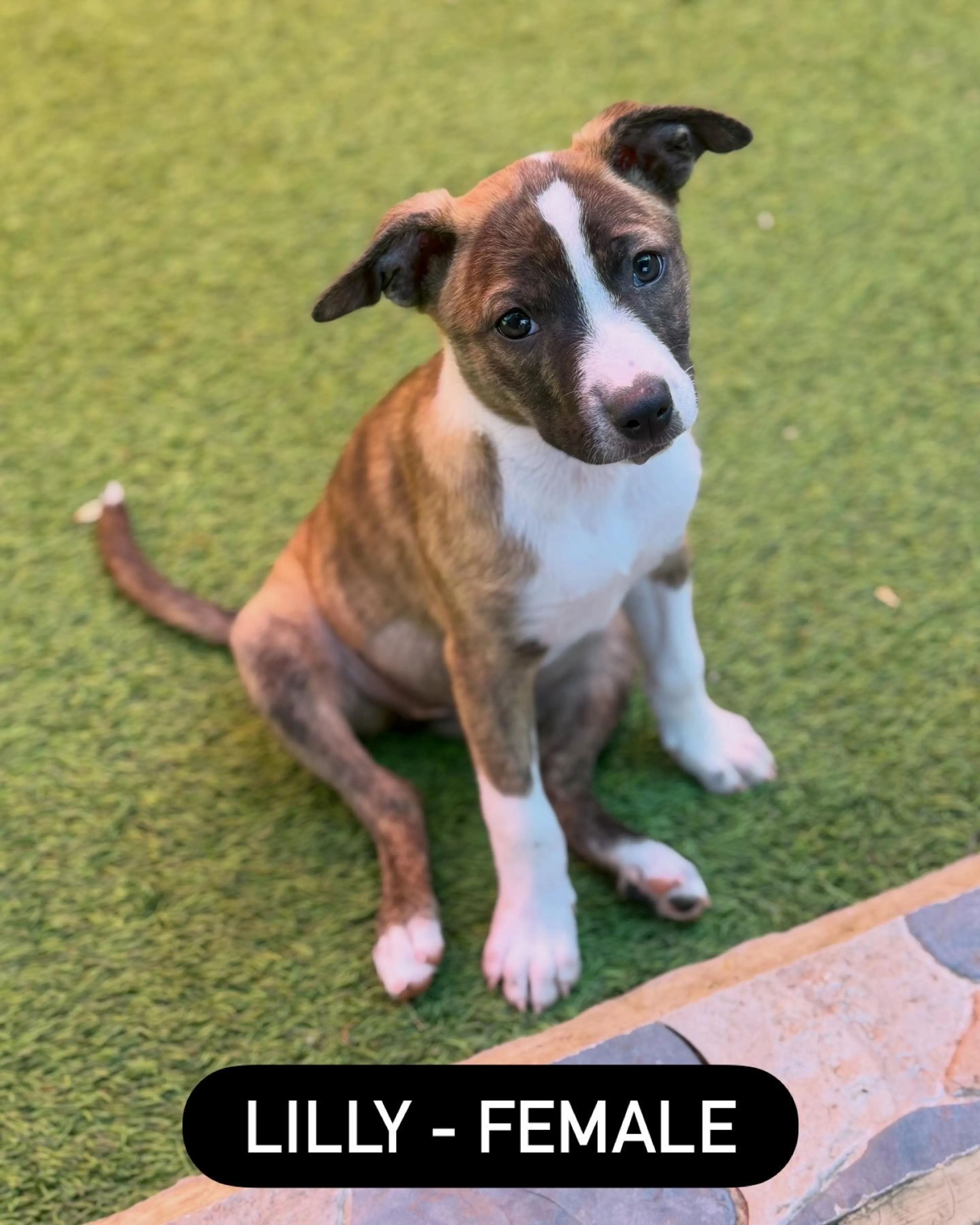 Found pet-1