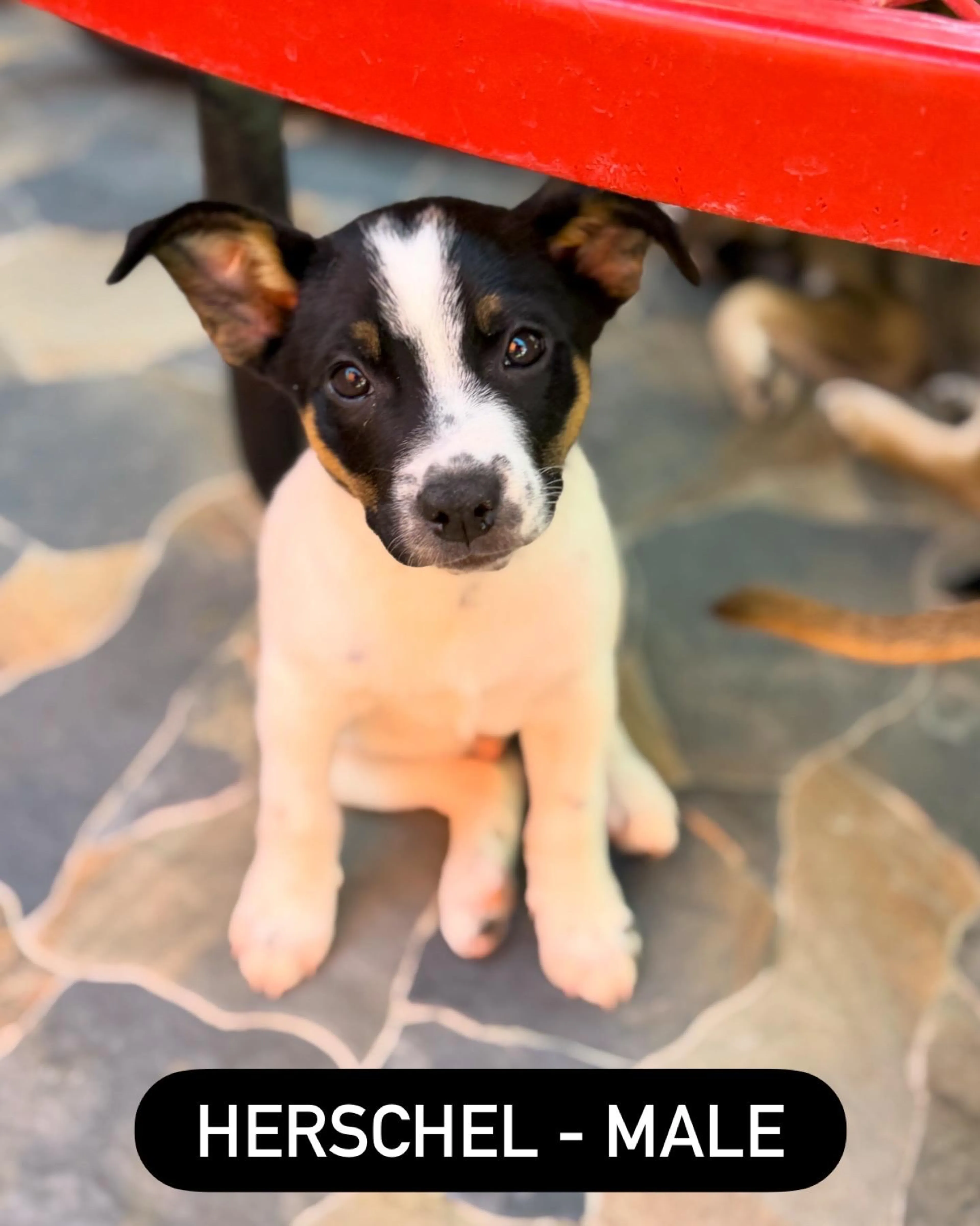 Found pet-0