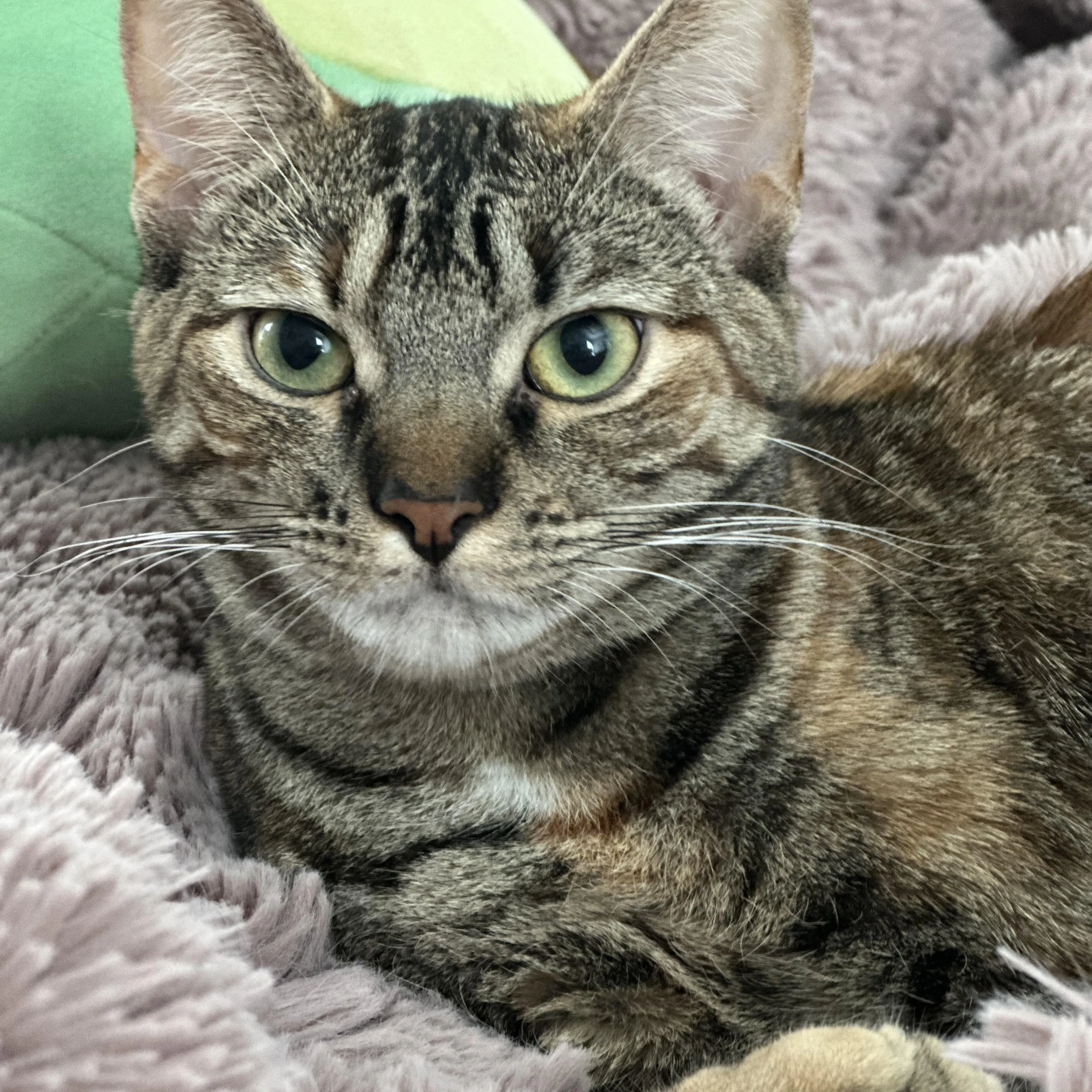 Found pet-4