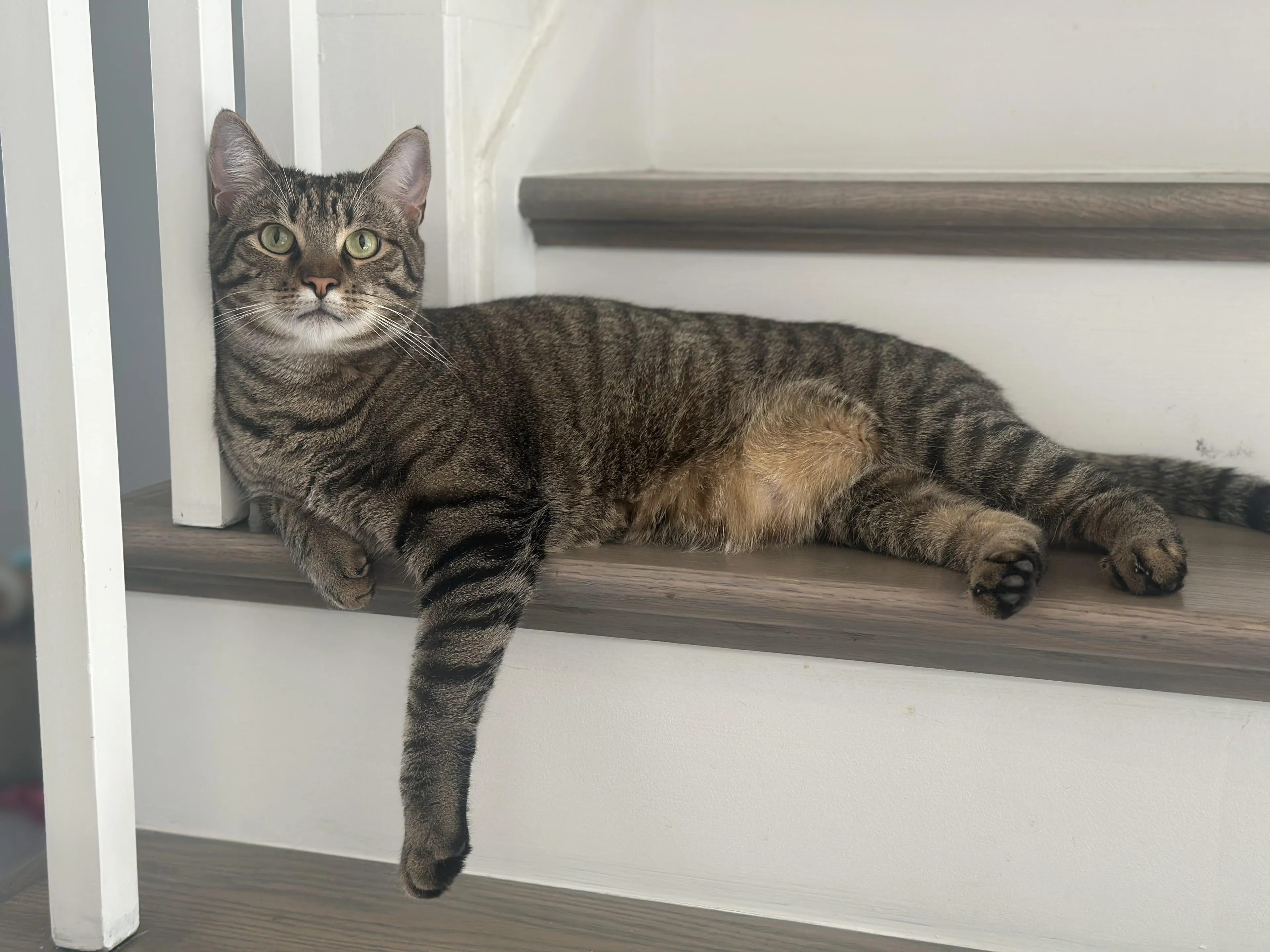 Found pet-5