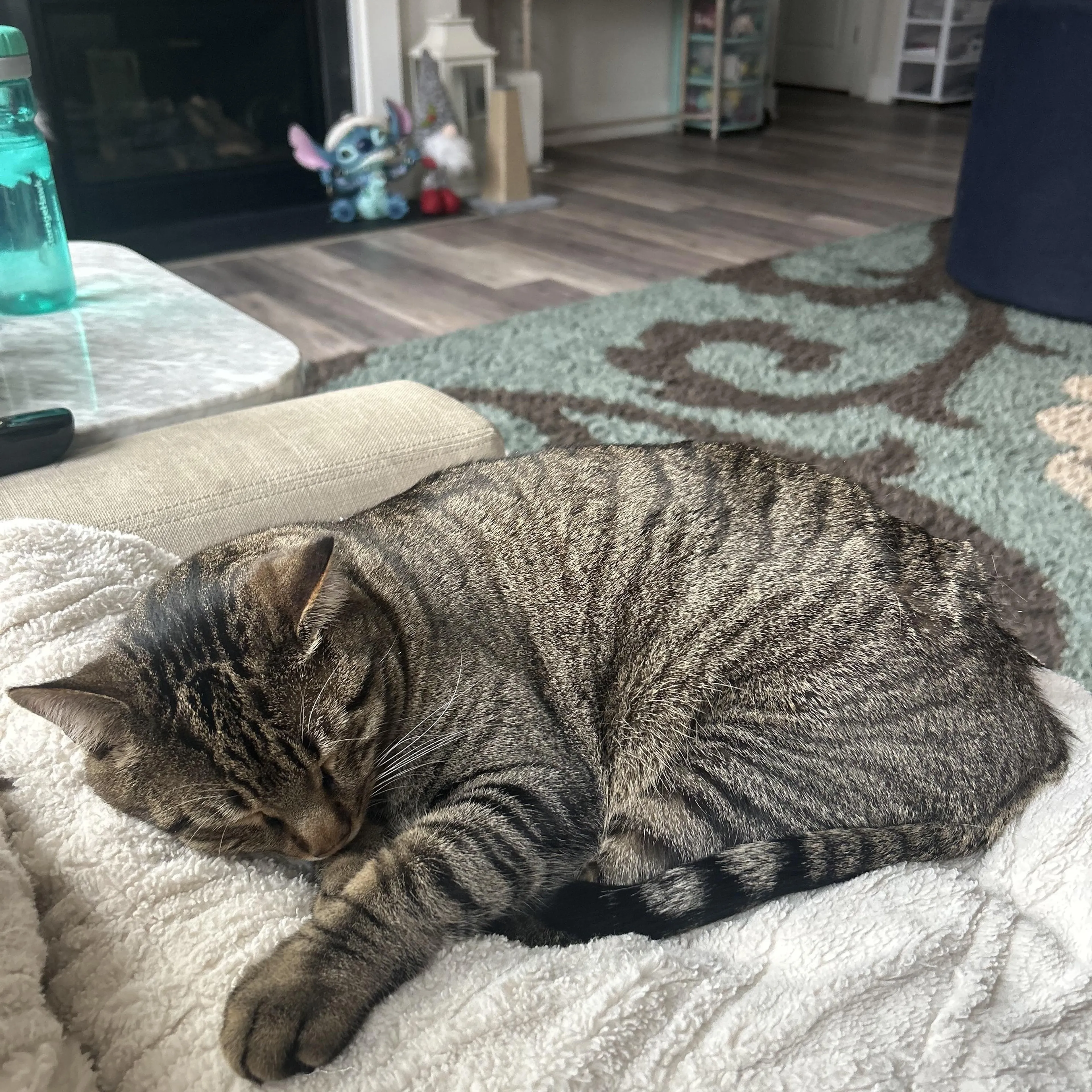 Found pet-2