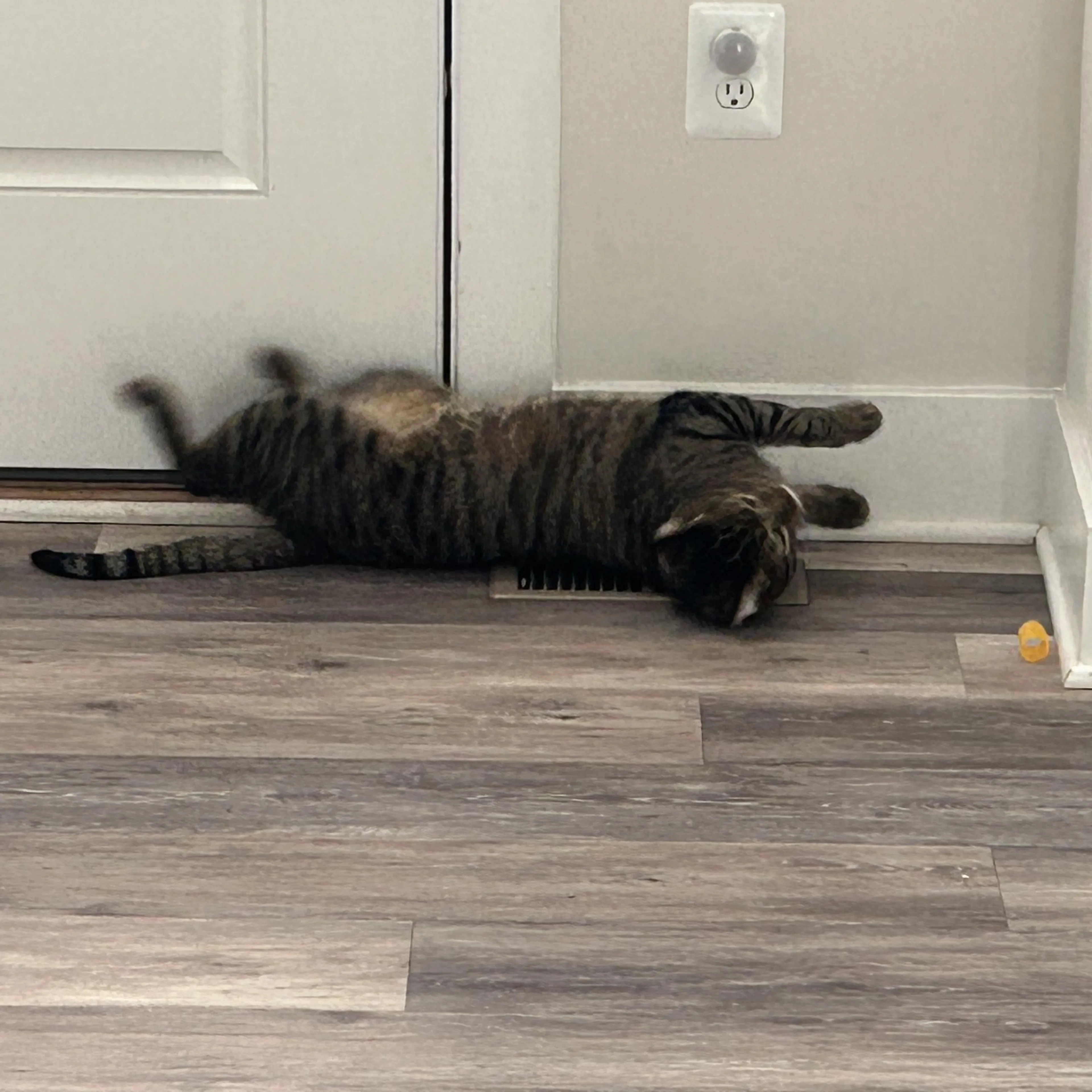Found pet-1
