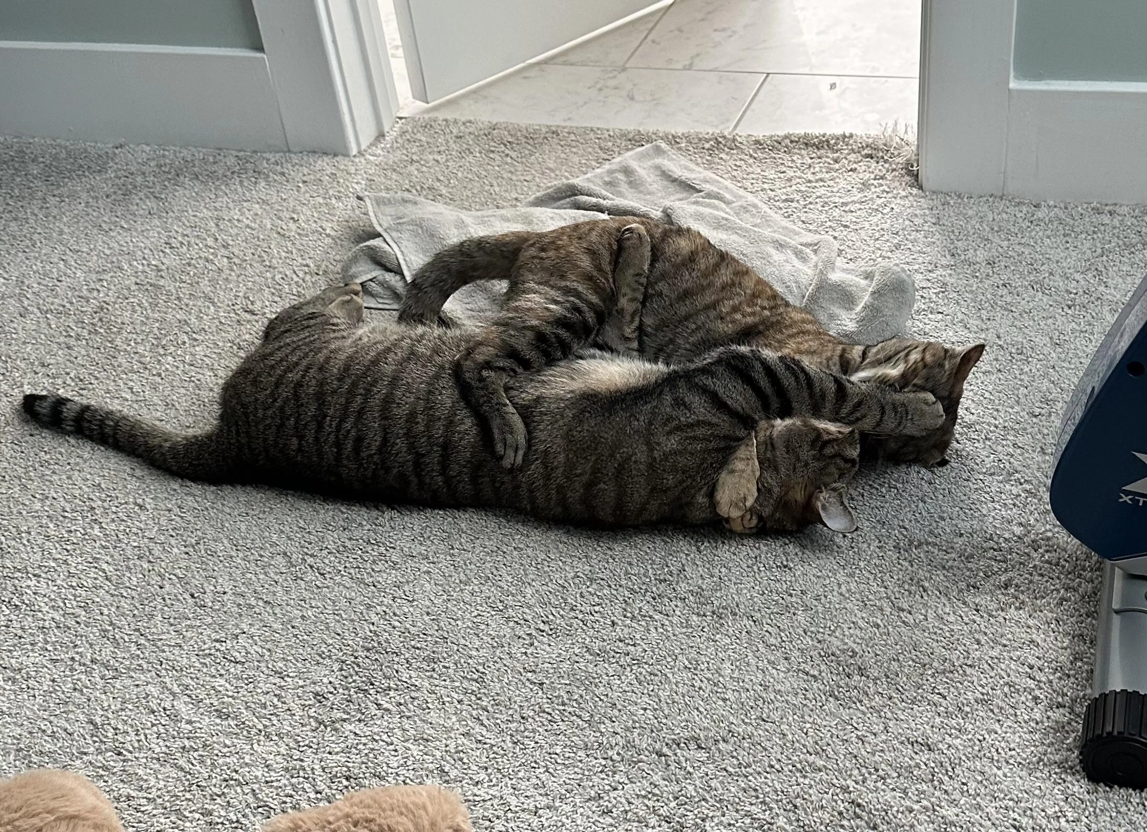 Found pet-3