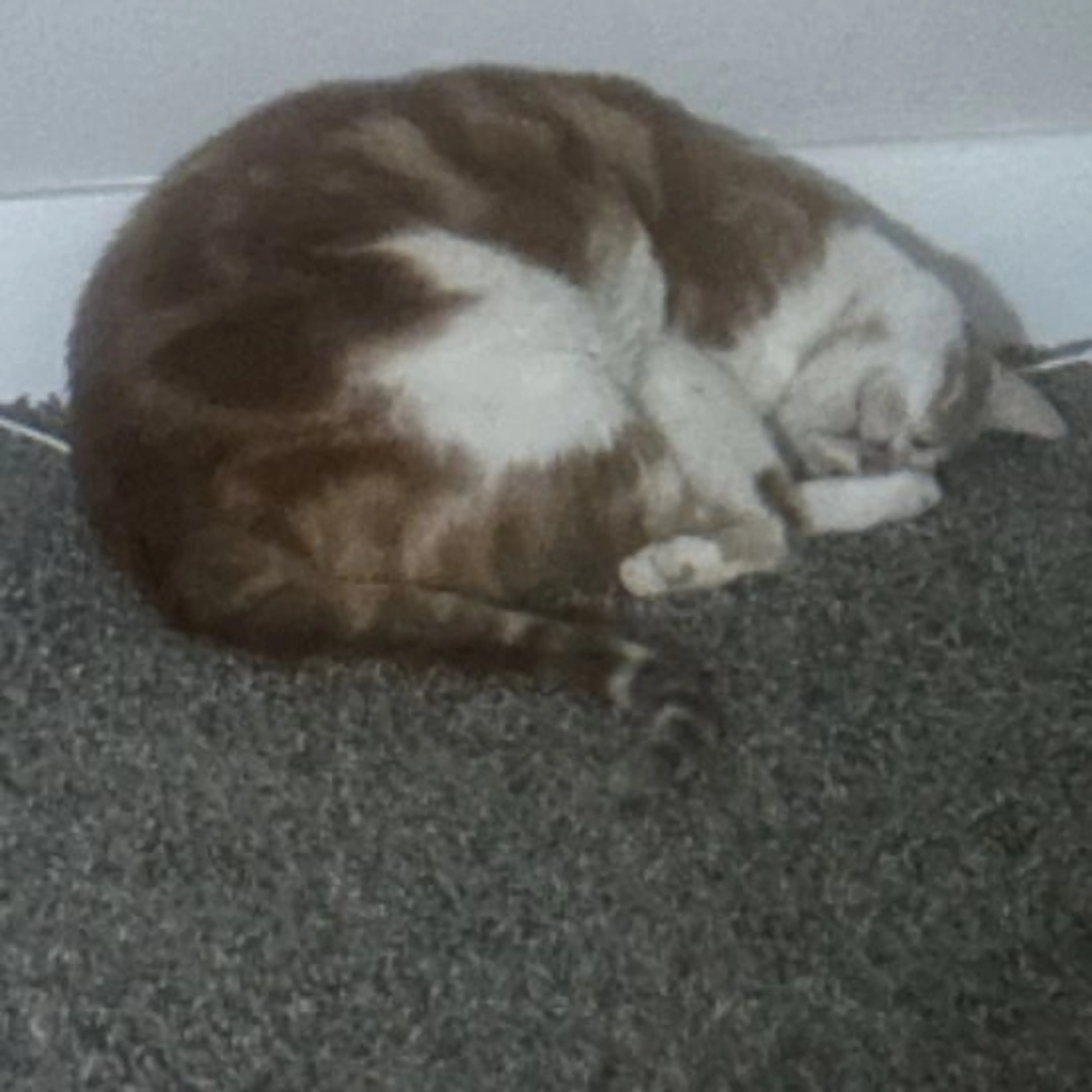 Lost pet-0