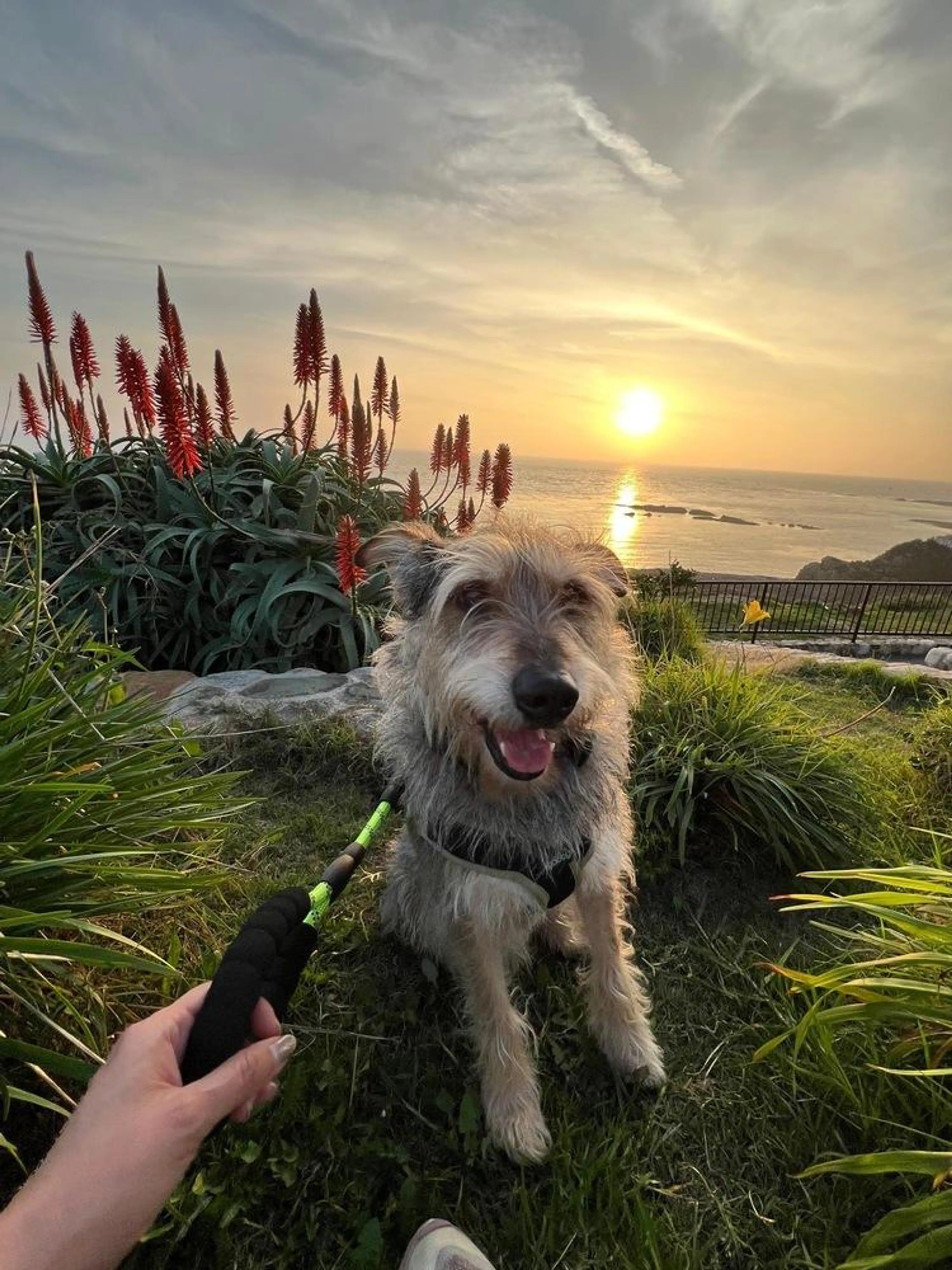 Found pet-2
