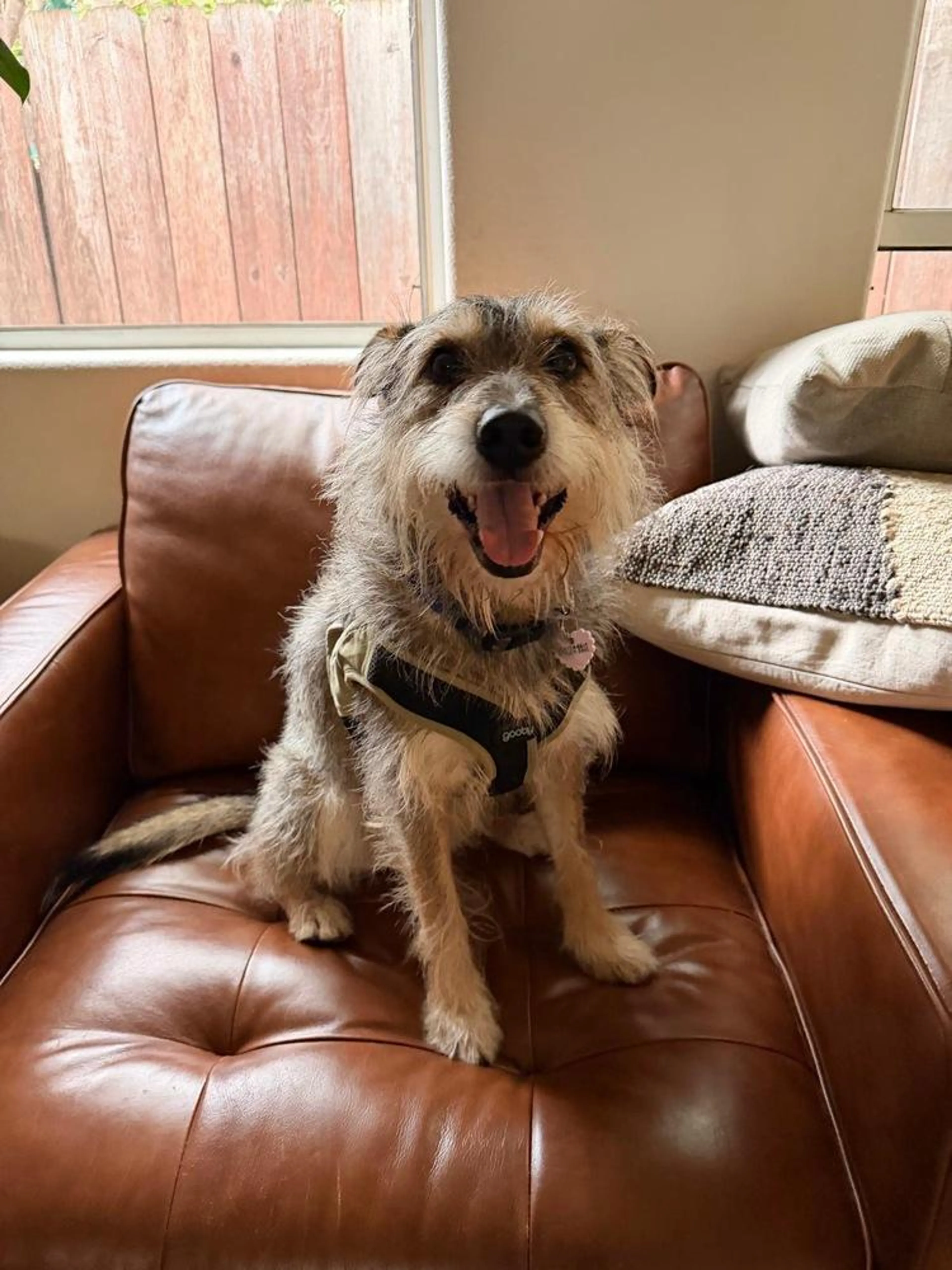Found pet-1