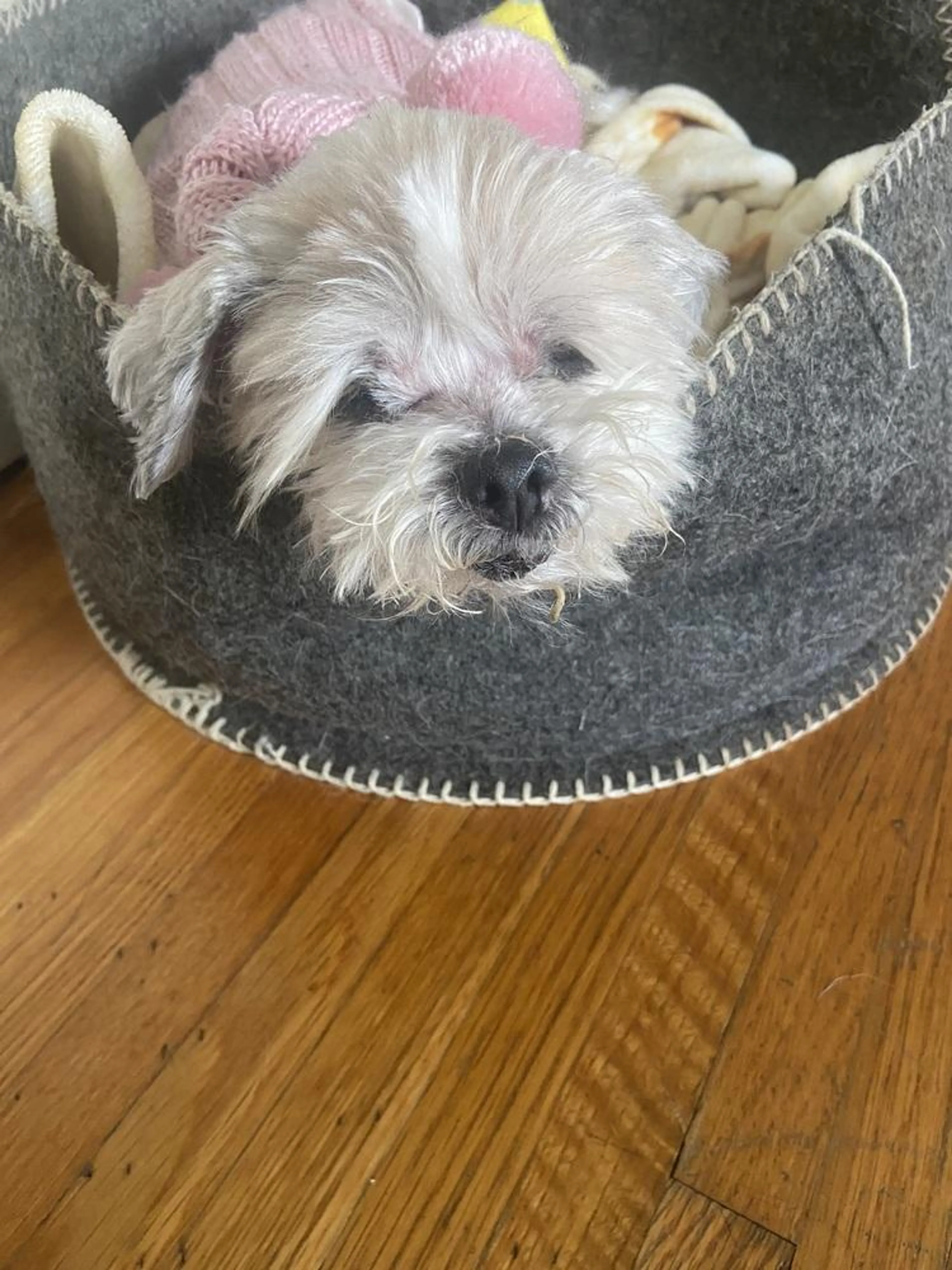 Found pet-2