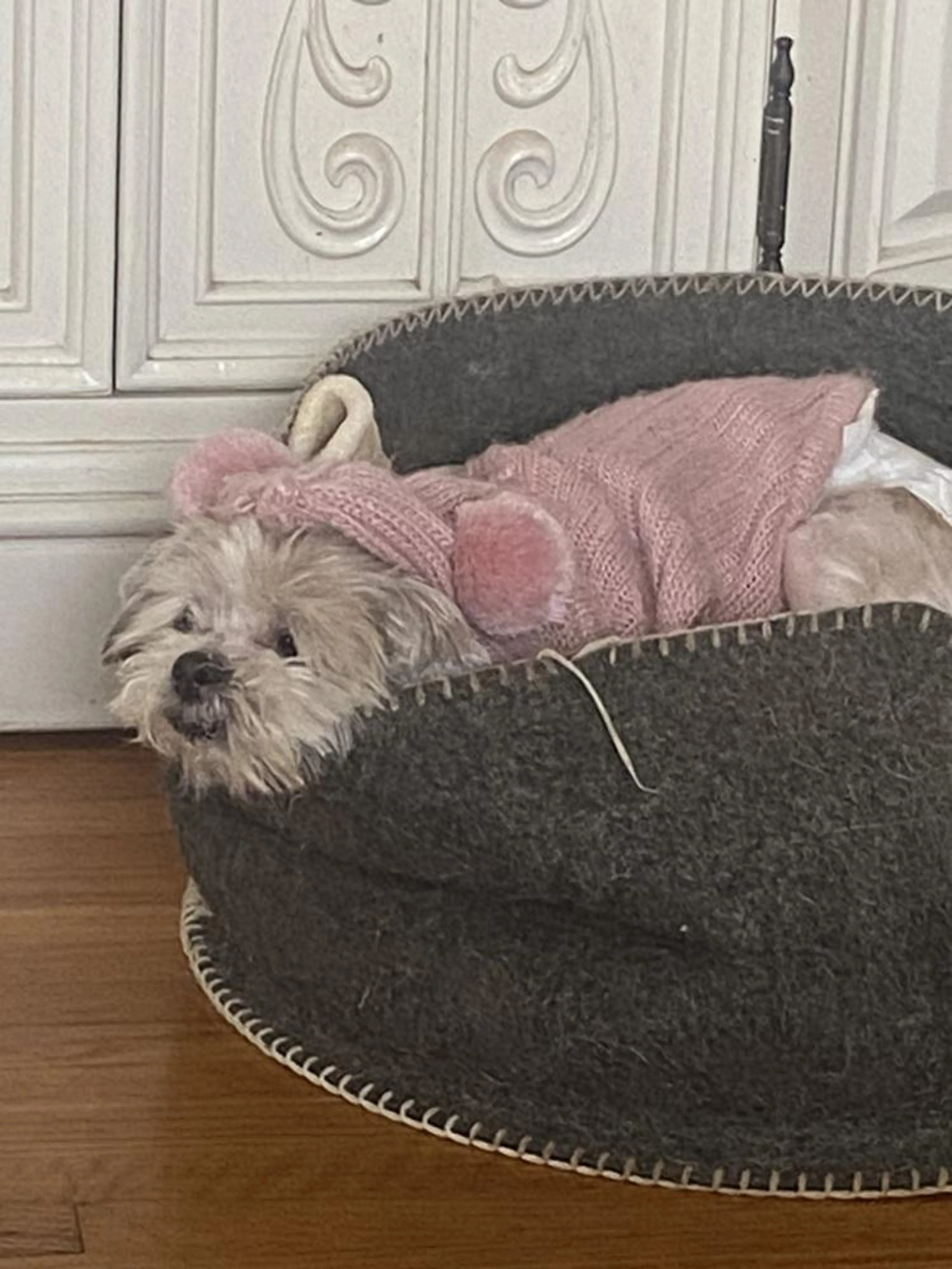Found pet-3