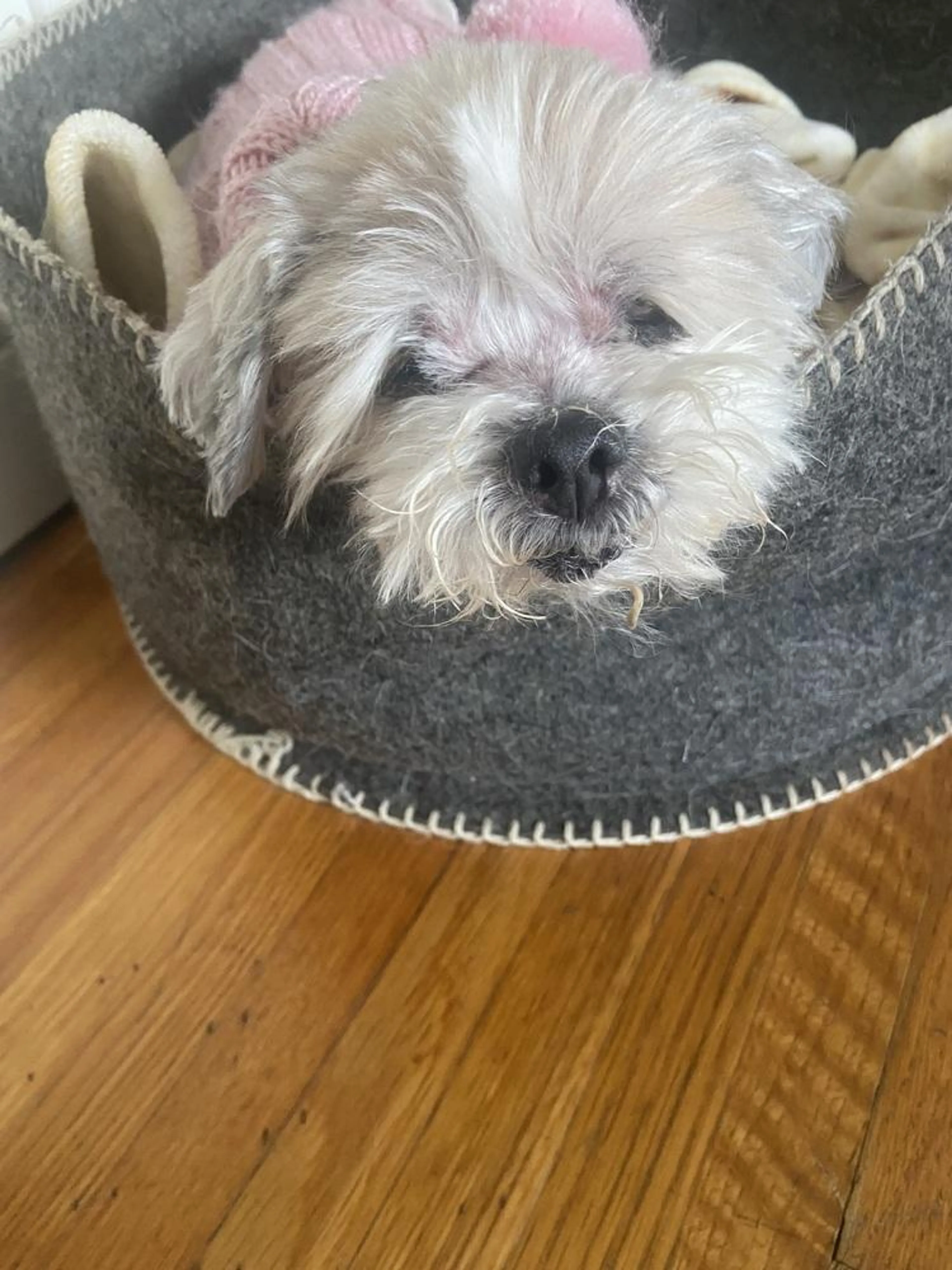 Found pet-1