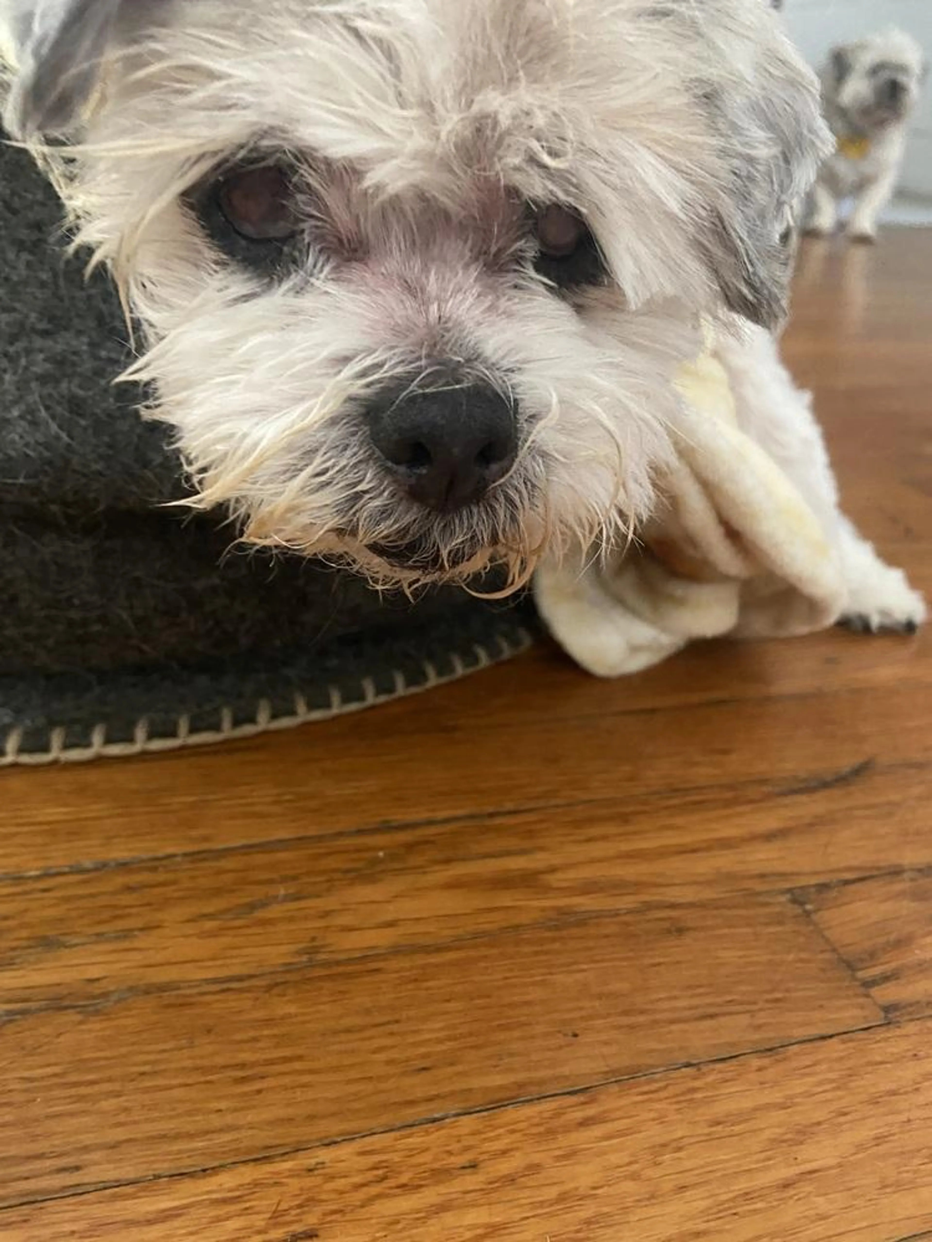 Found pet-0