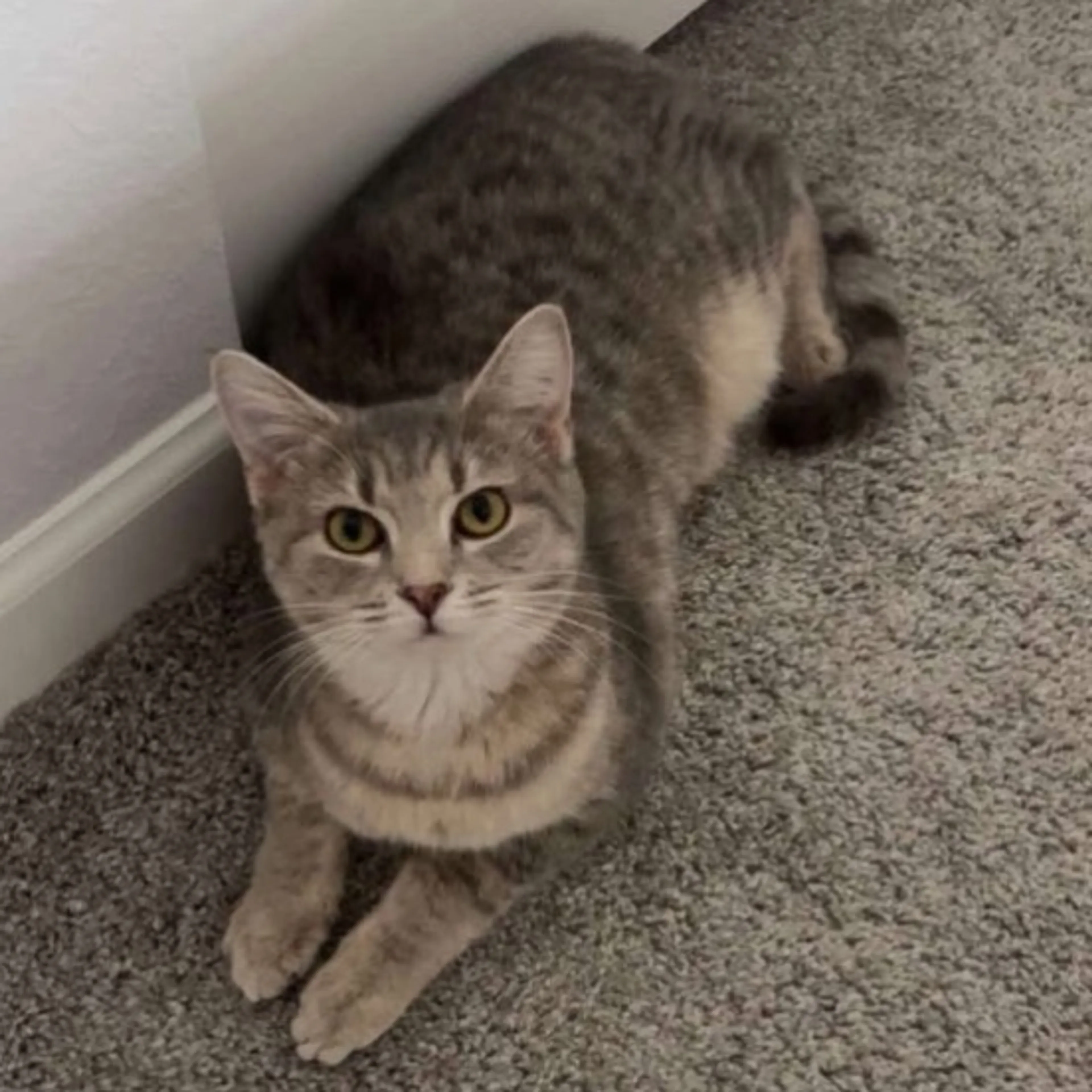 Lost pet