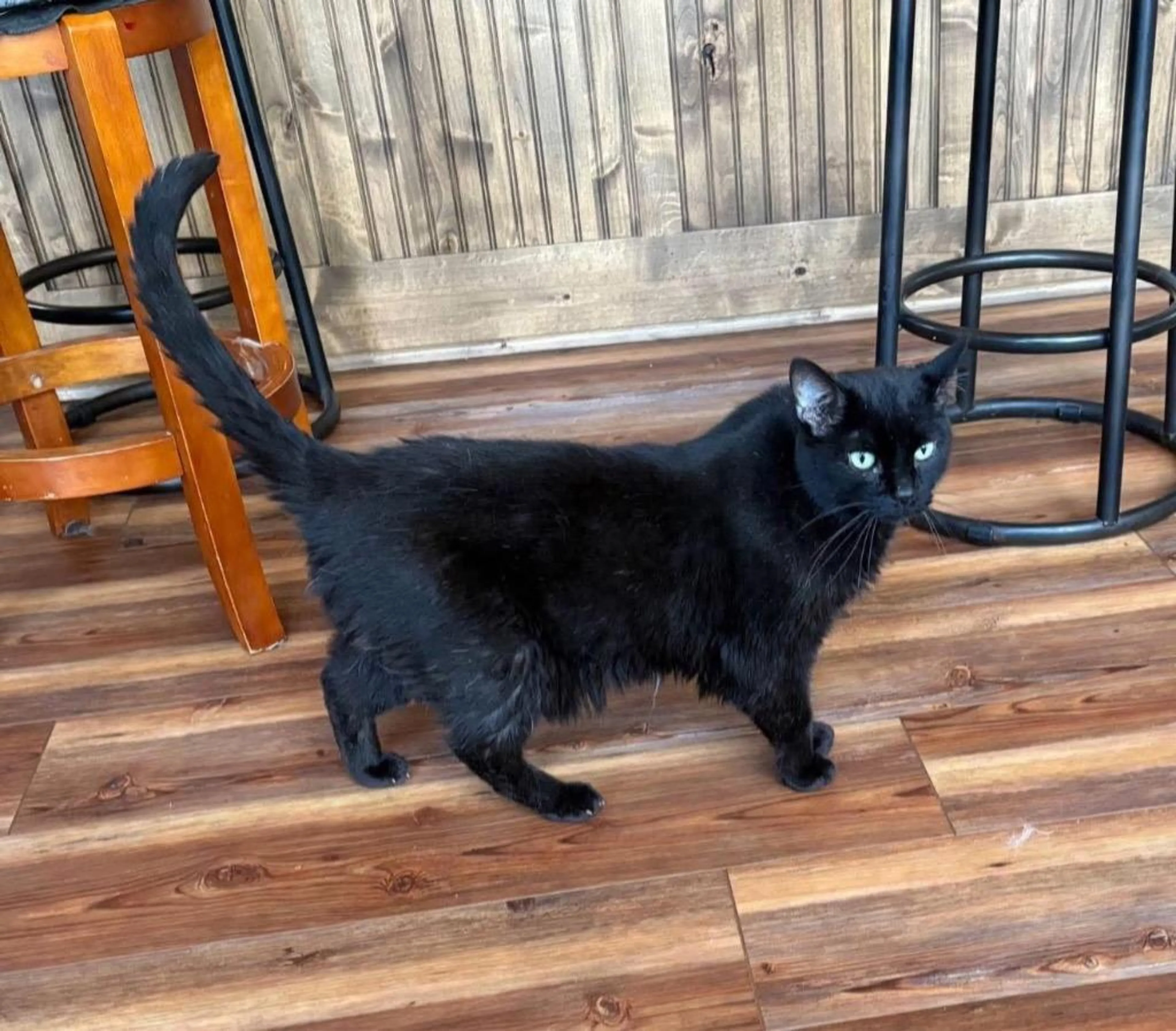 Found pet-2