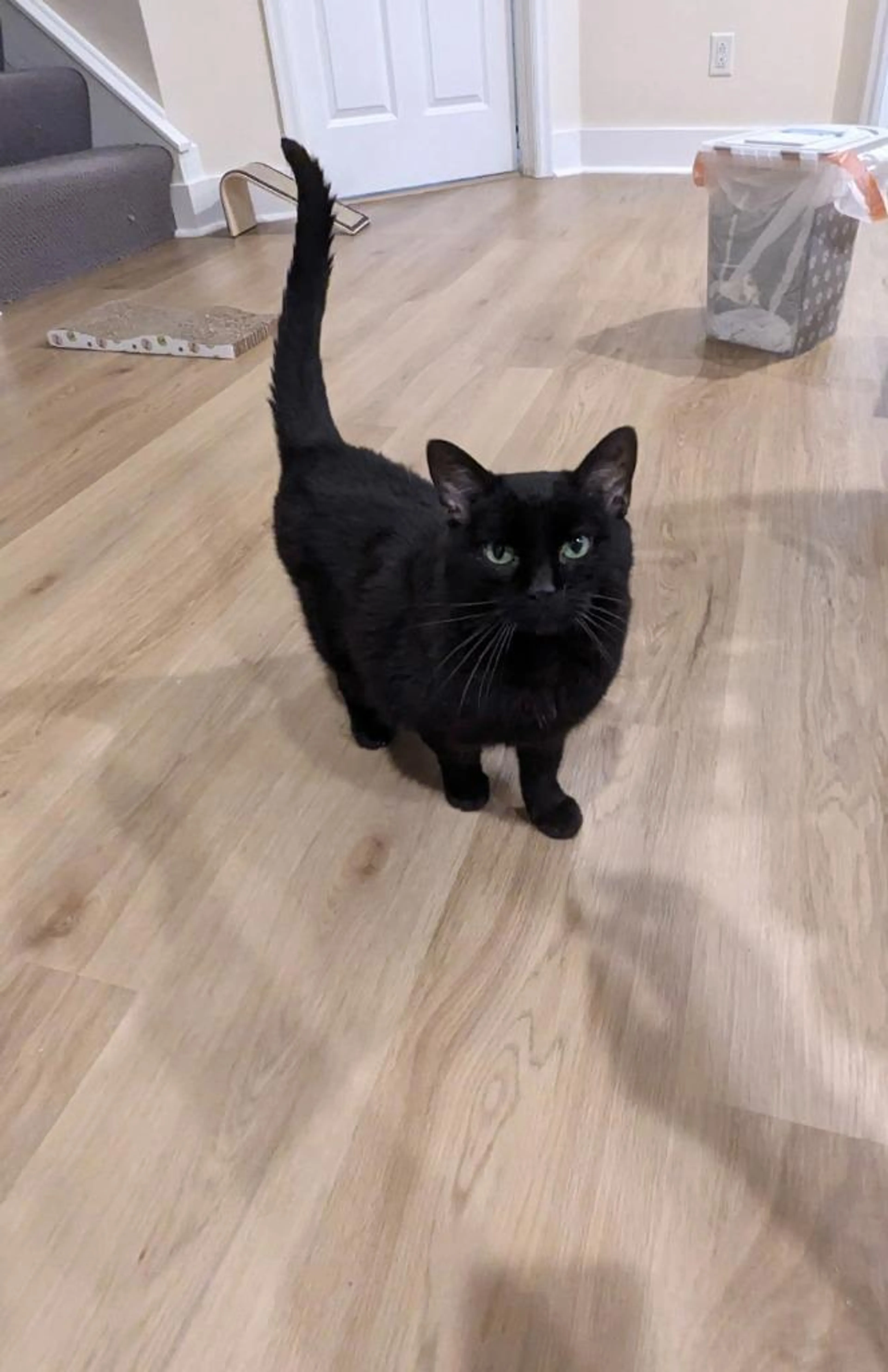 Found pet-4