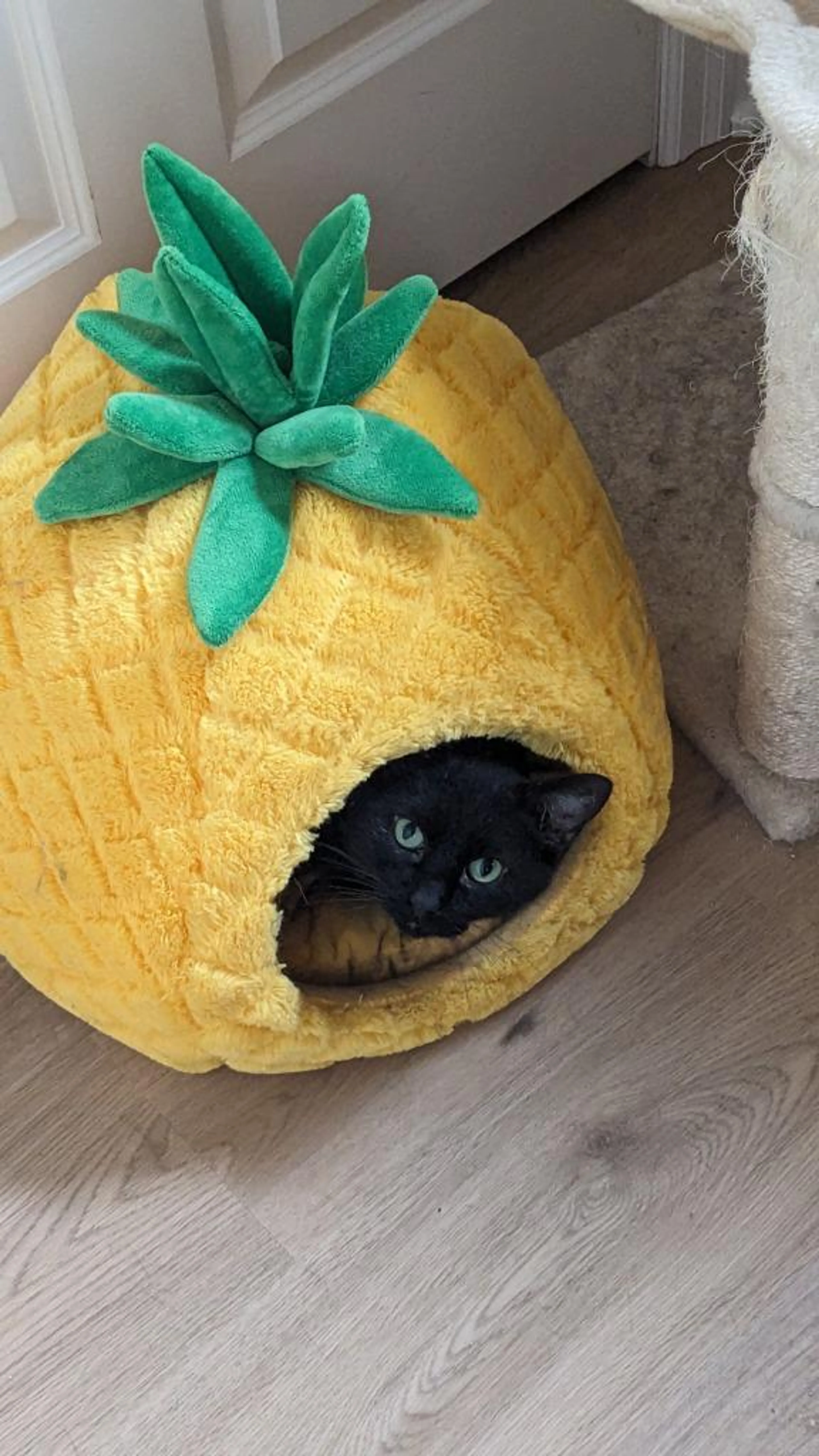Found pet-0