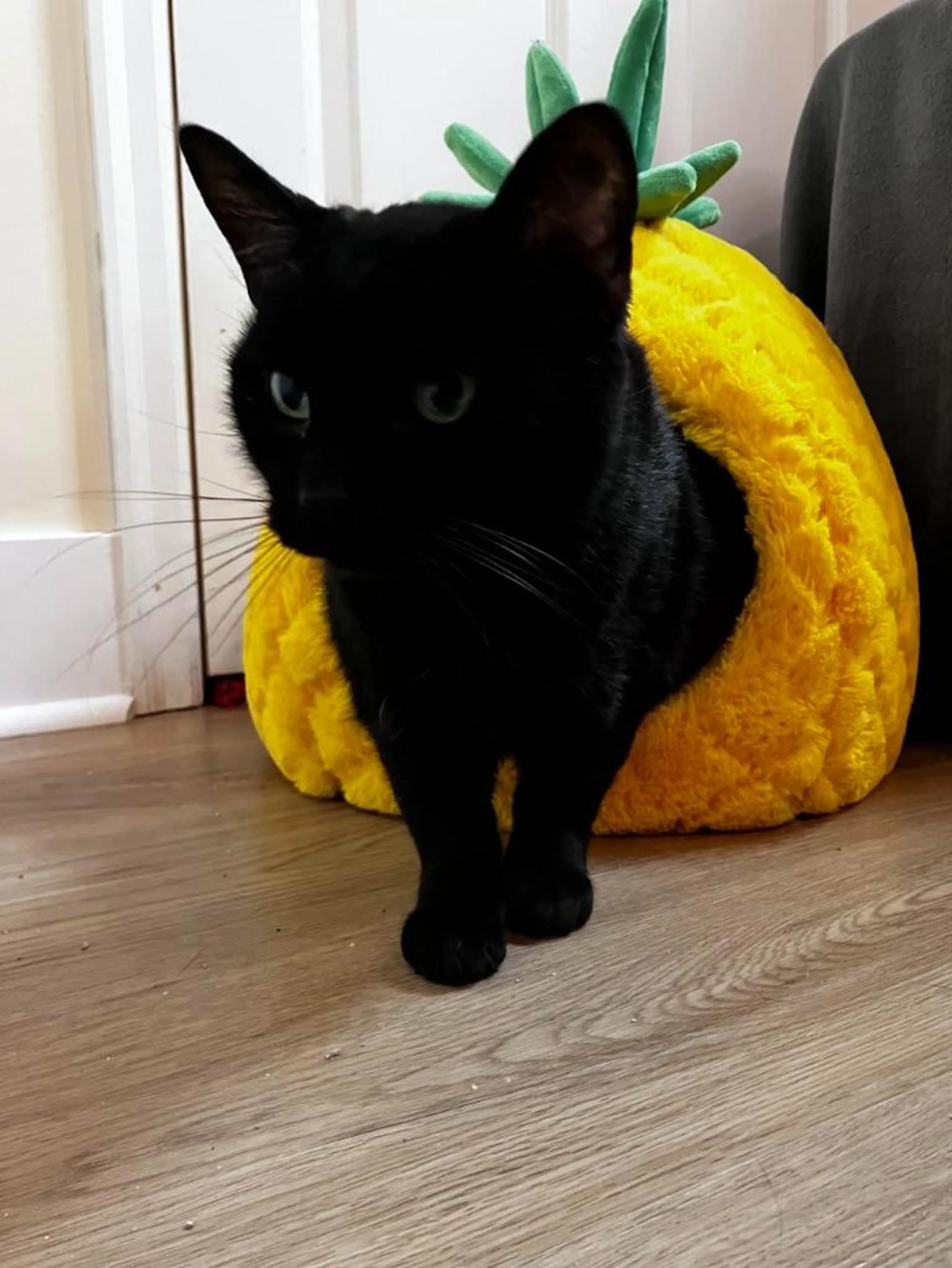 Found pet-3