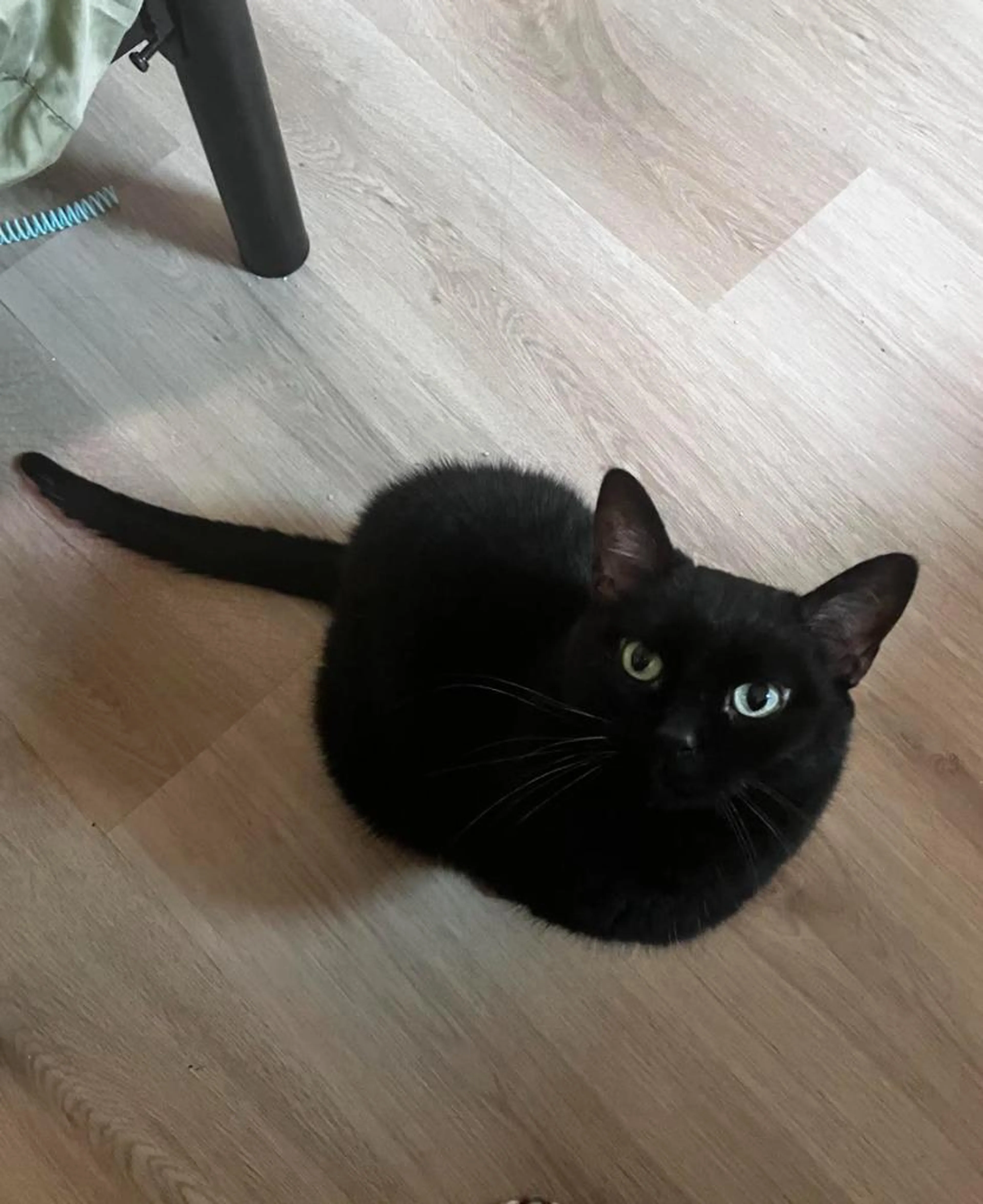 Found pet-1
