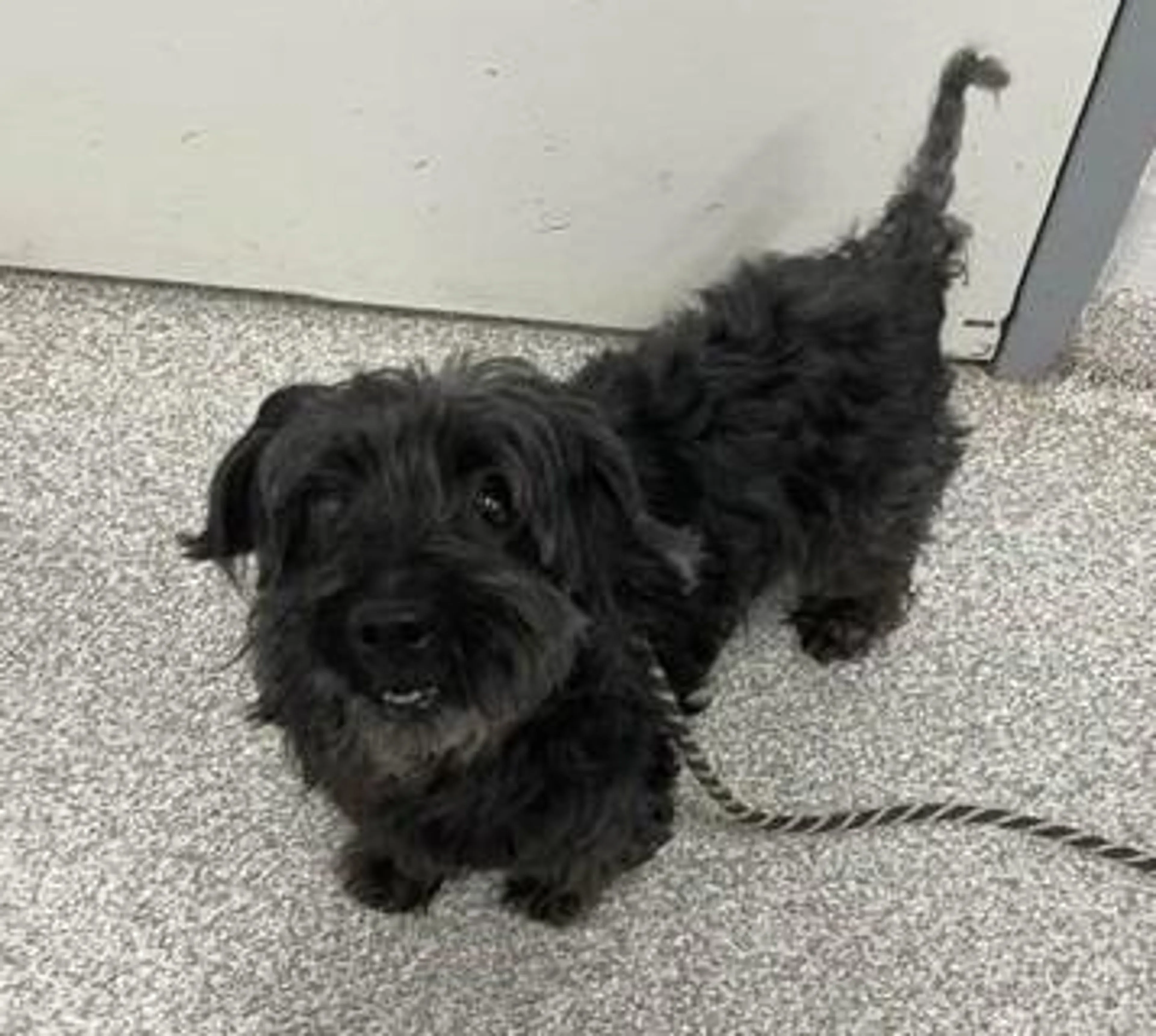 Found pet-0