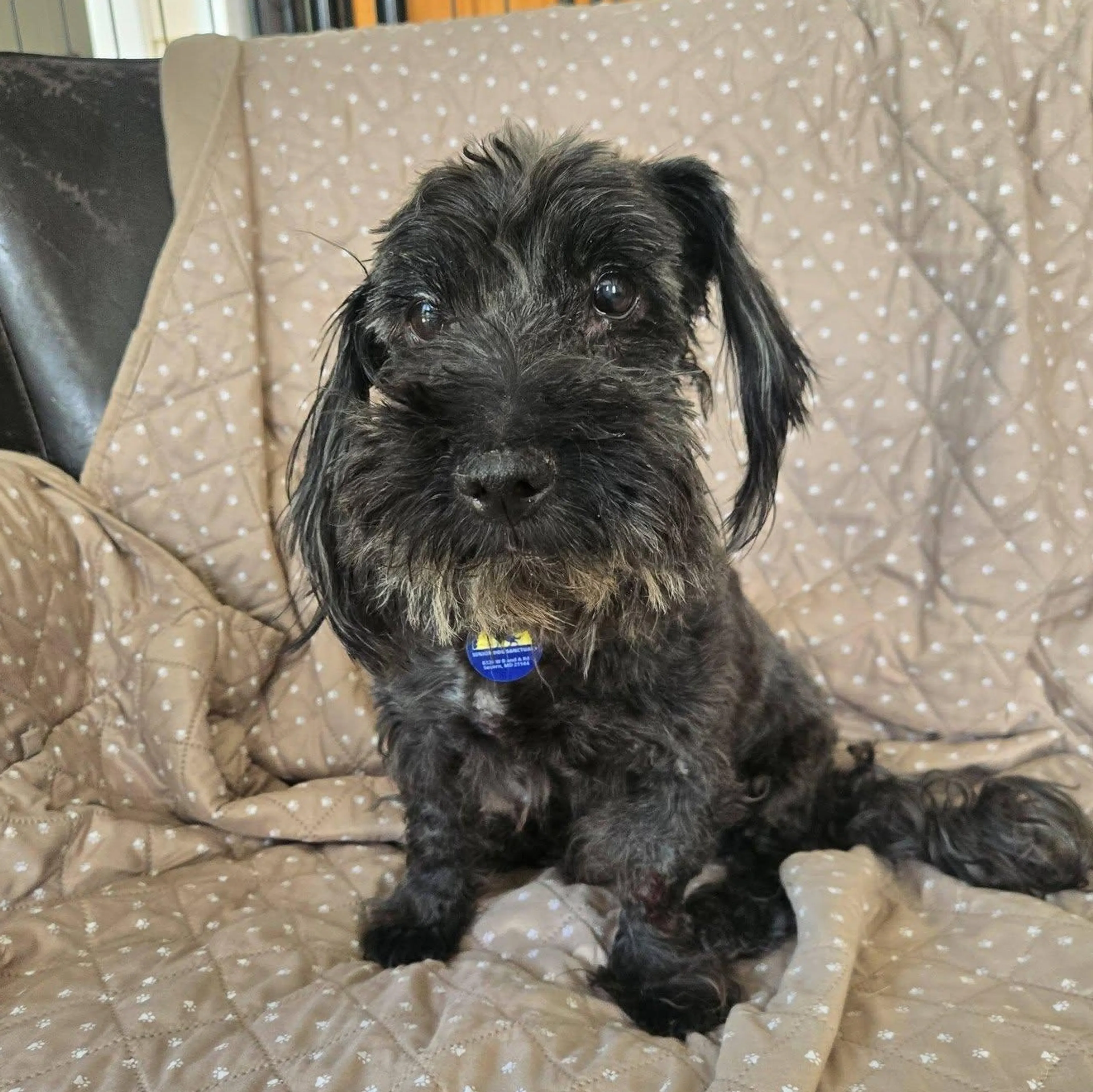 Found pet-1