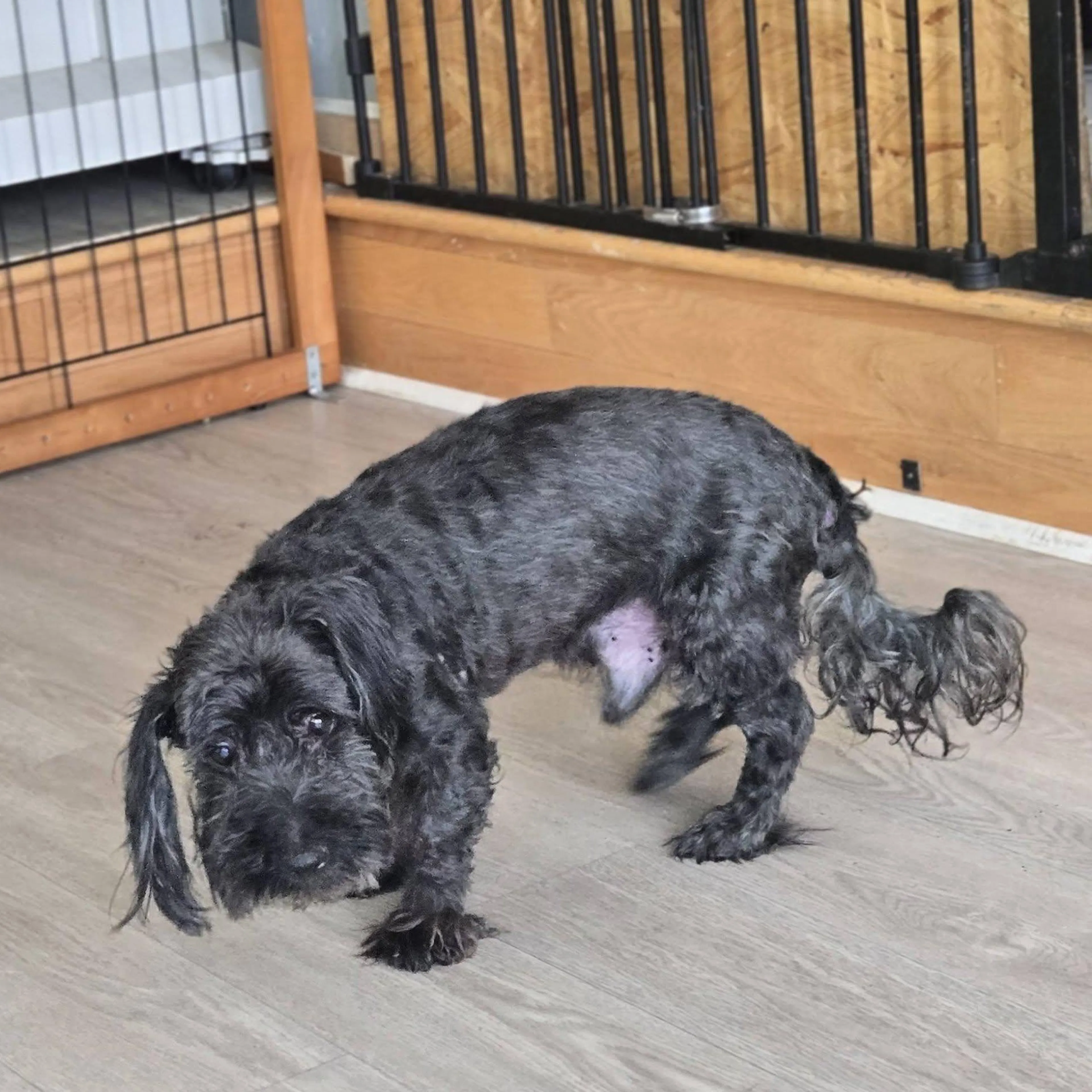 Found pet-2