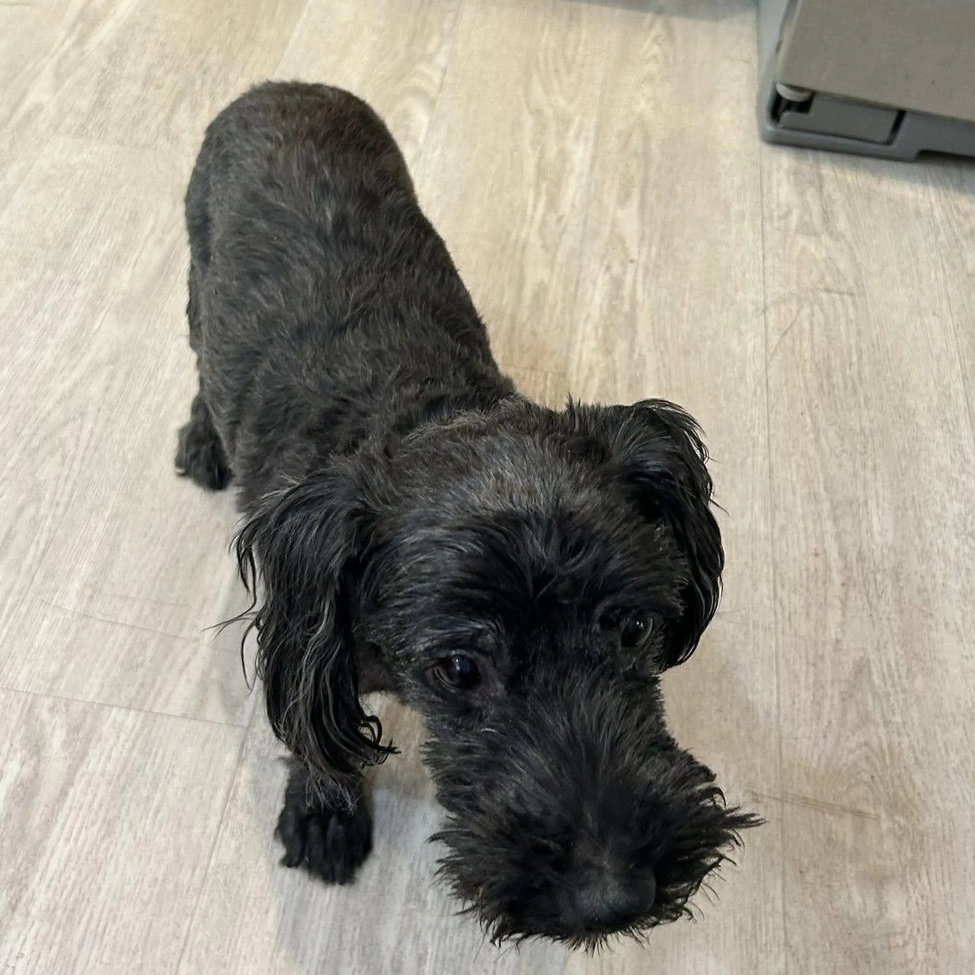 Found pet-3