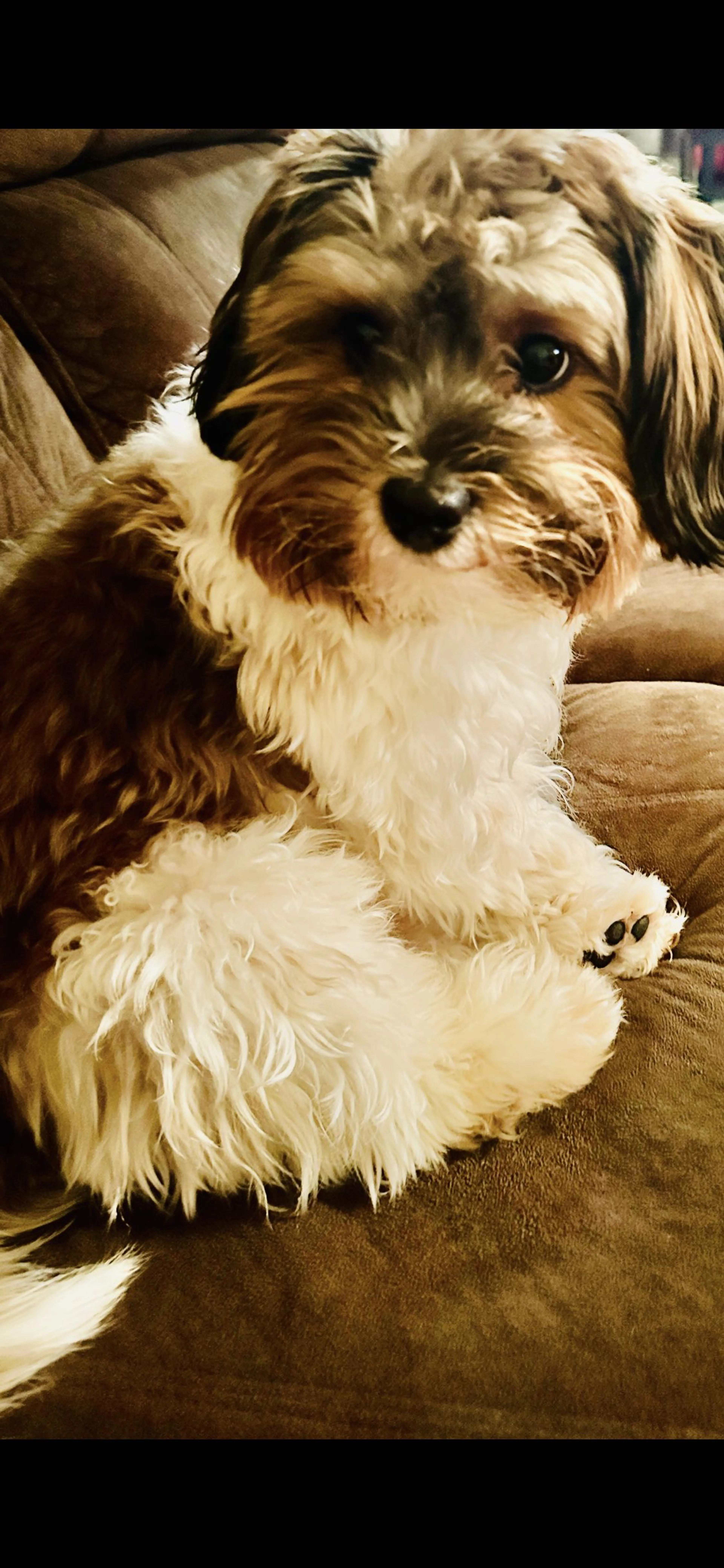 Lost pet