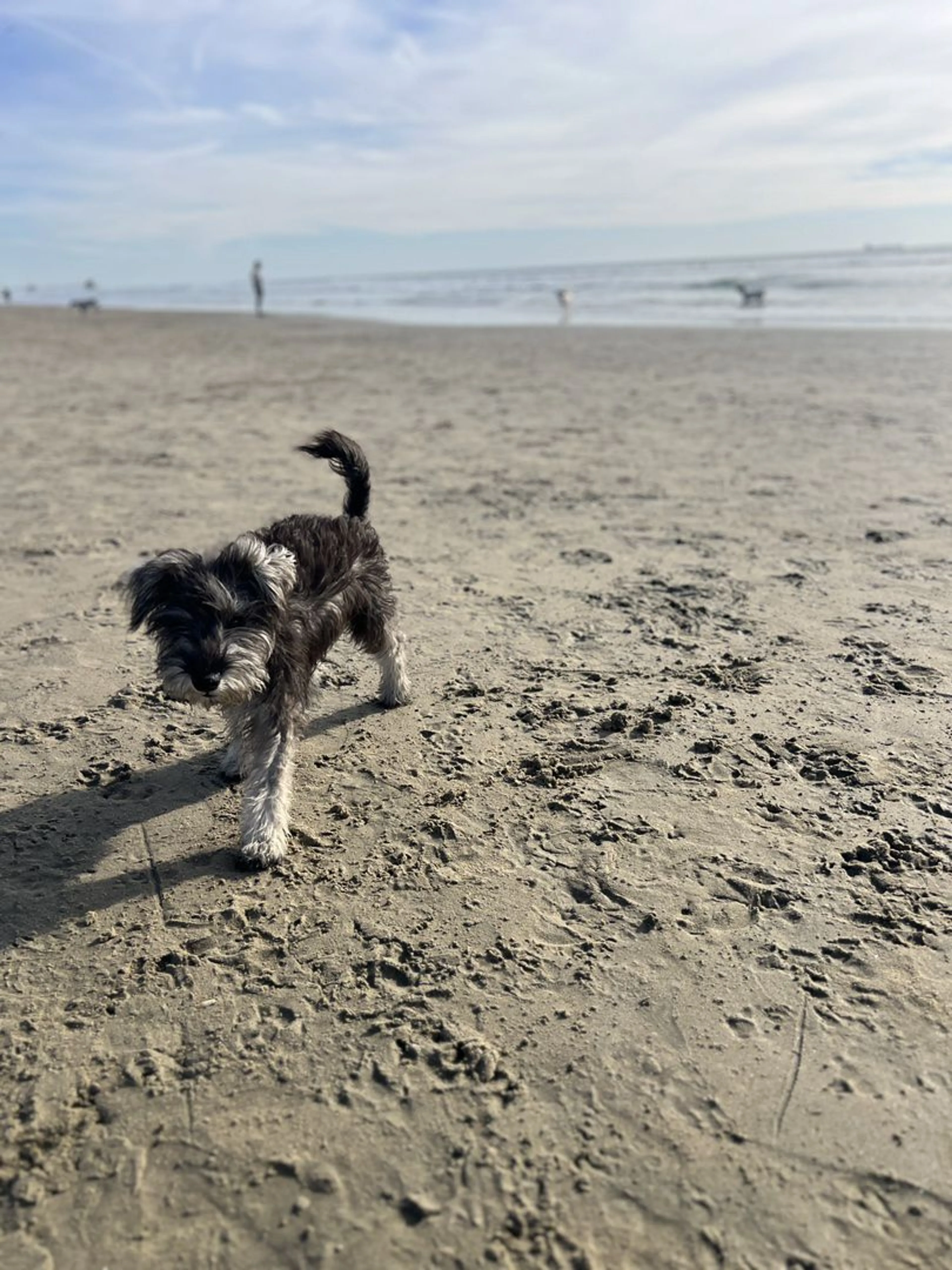 Lost pet-1