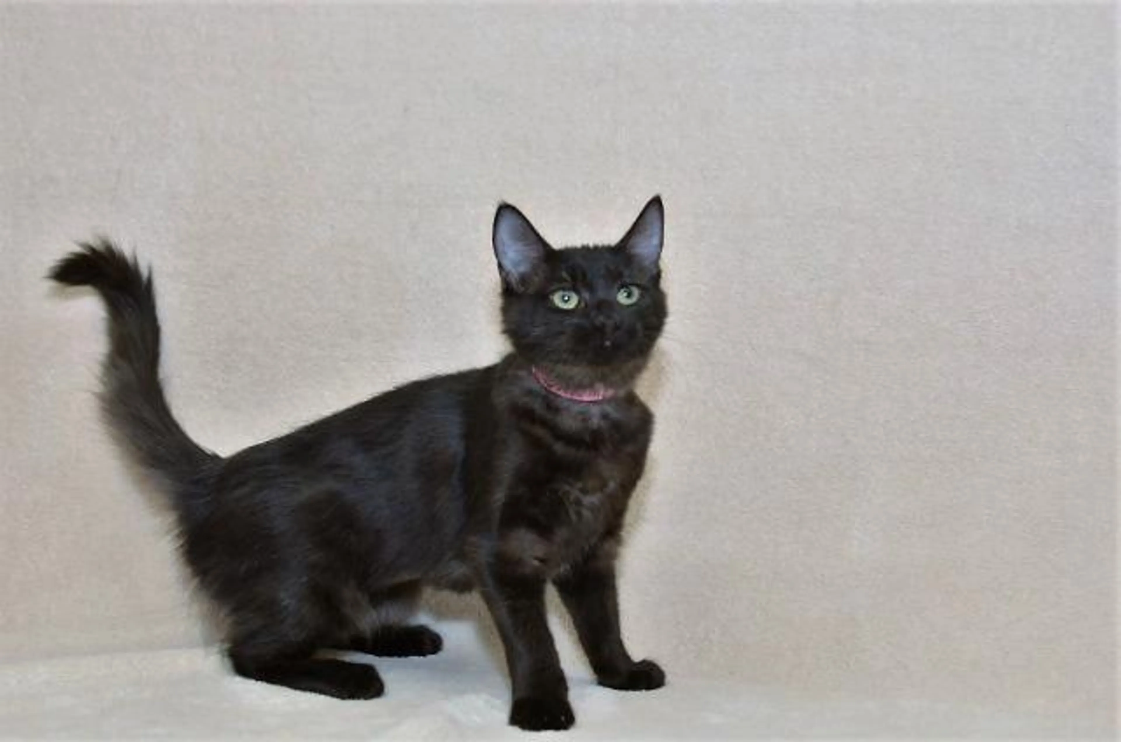 Found pet-1