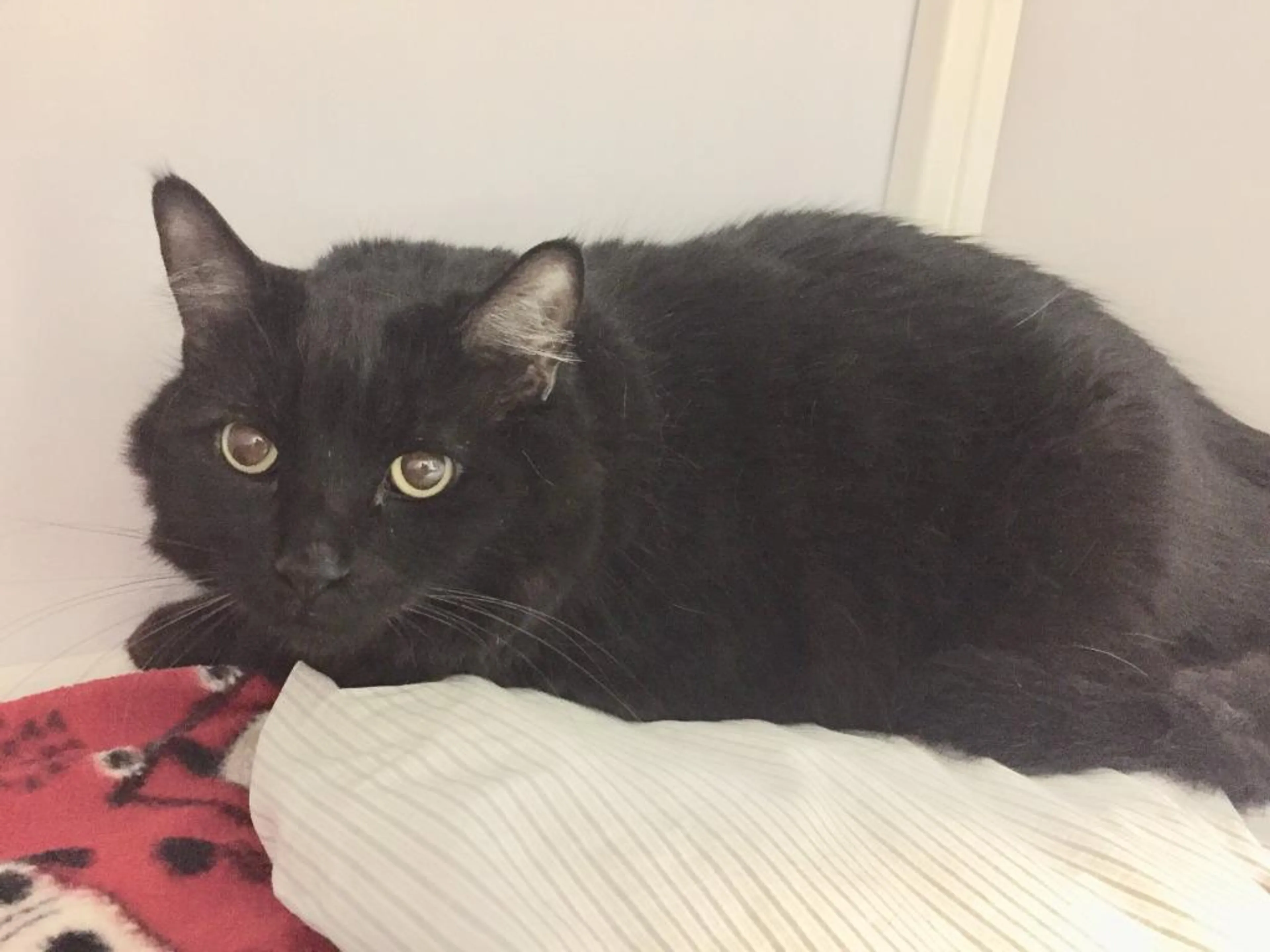 Found pet-0