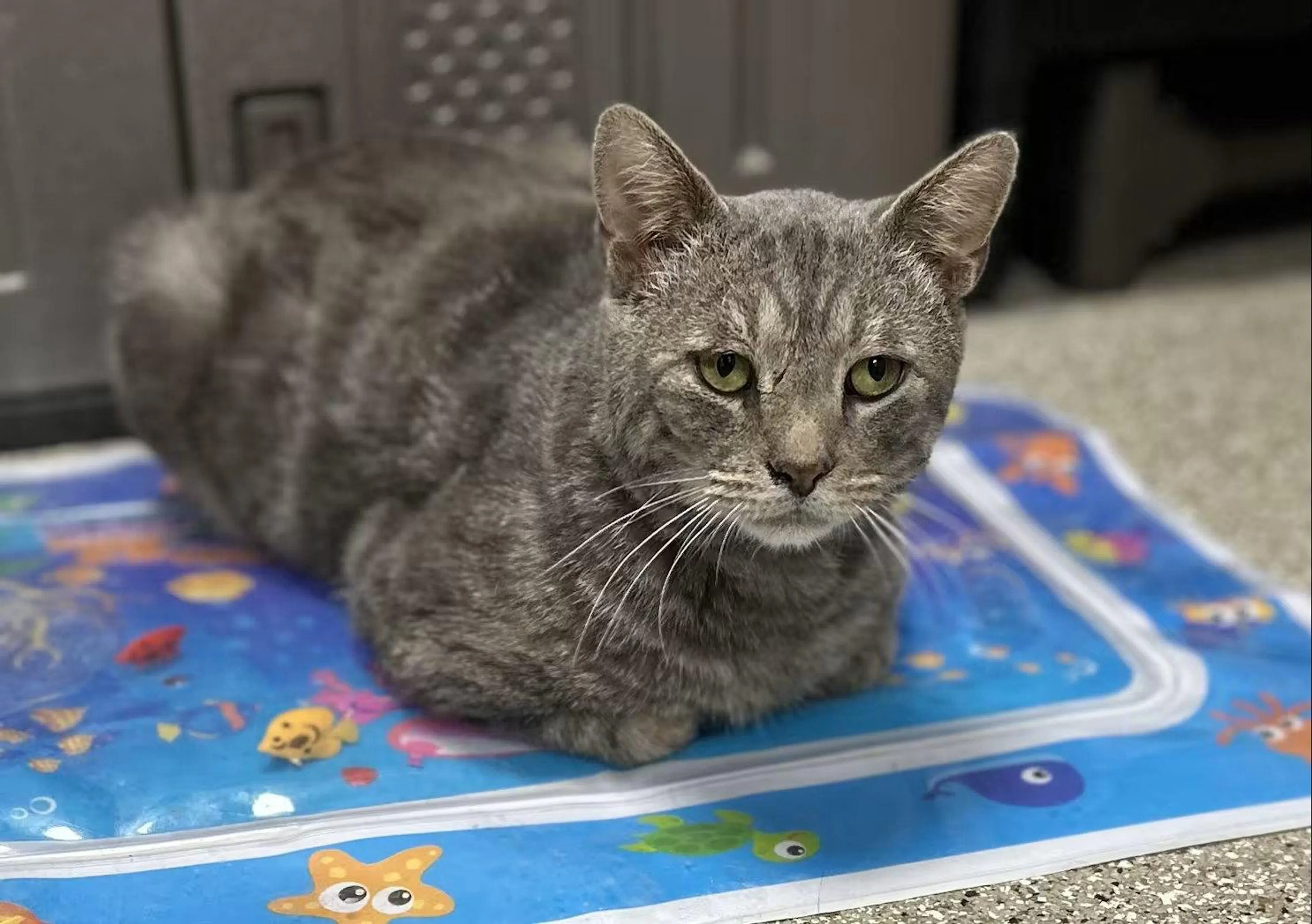 Found pet
