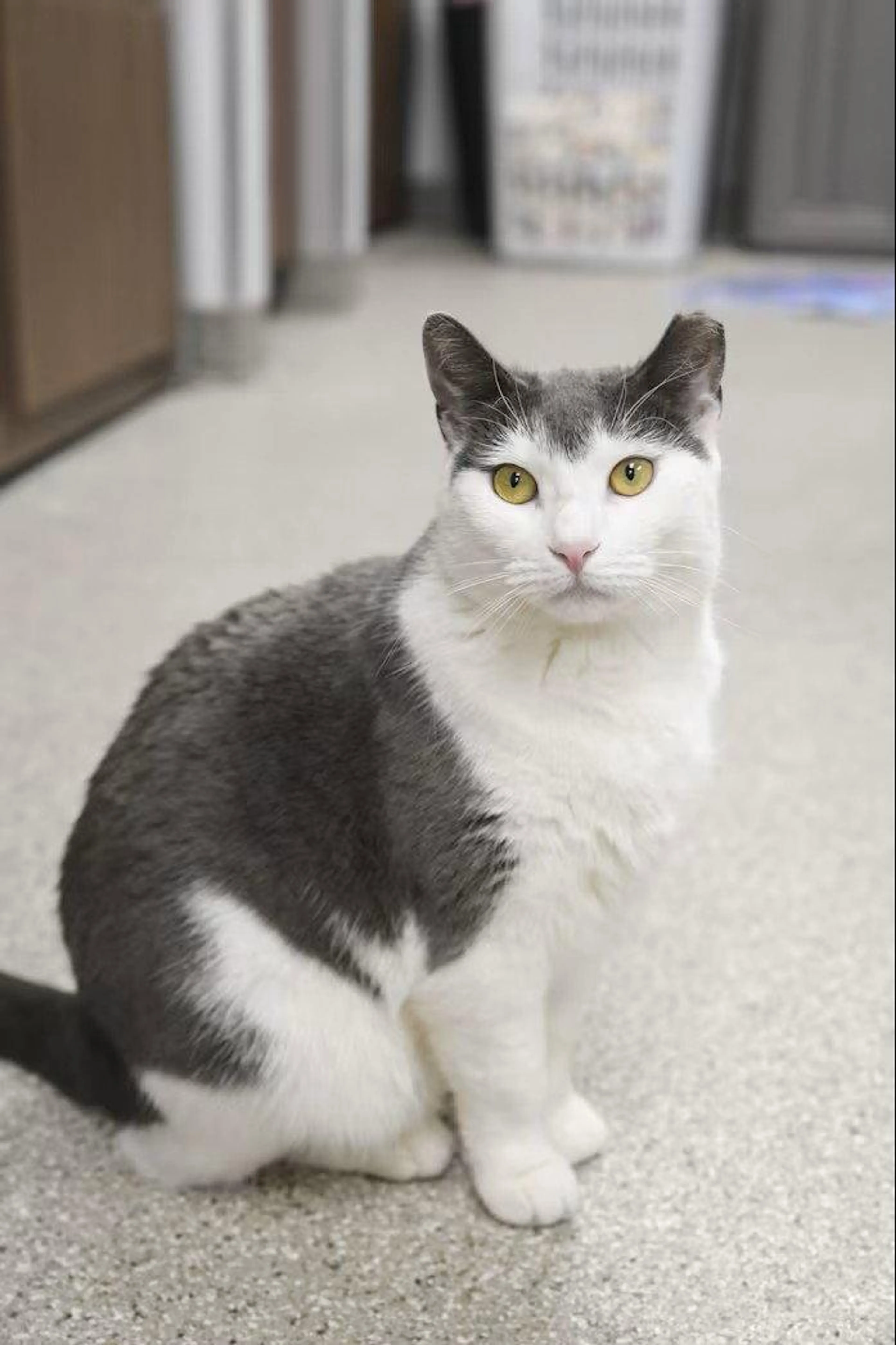 Found pet