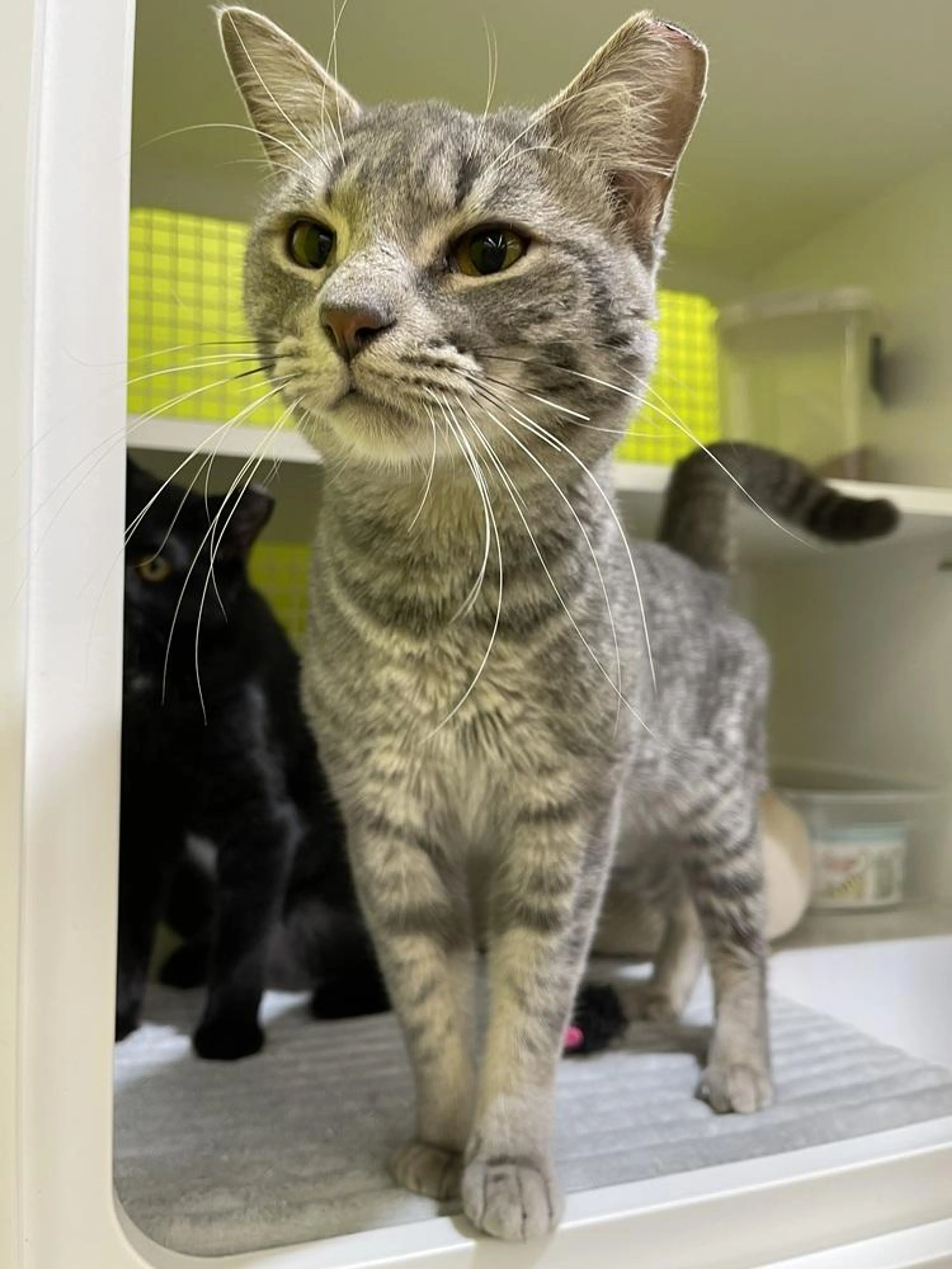 Found pet-0