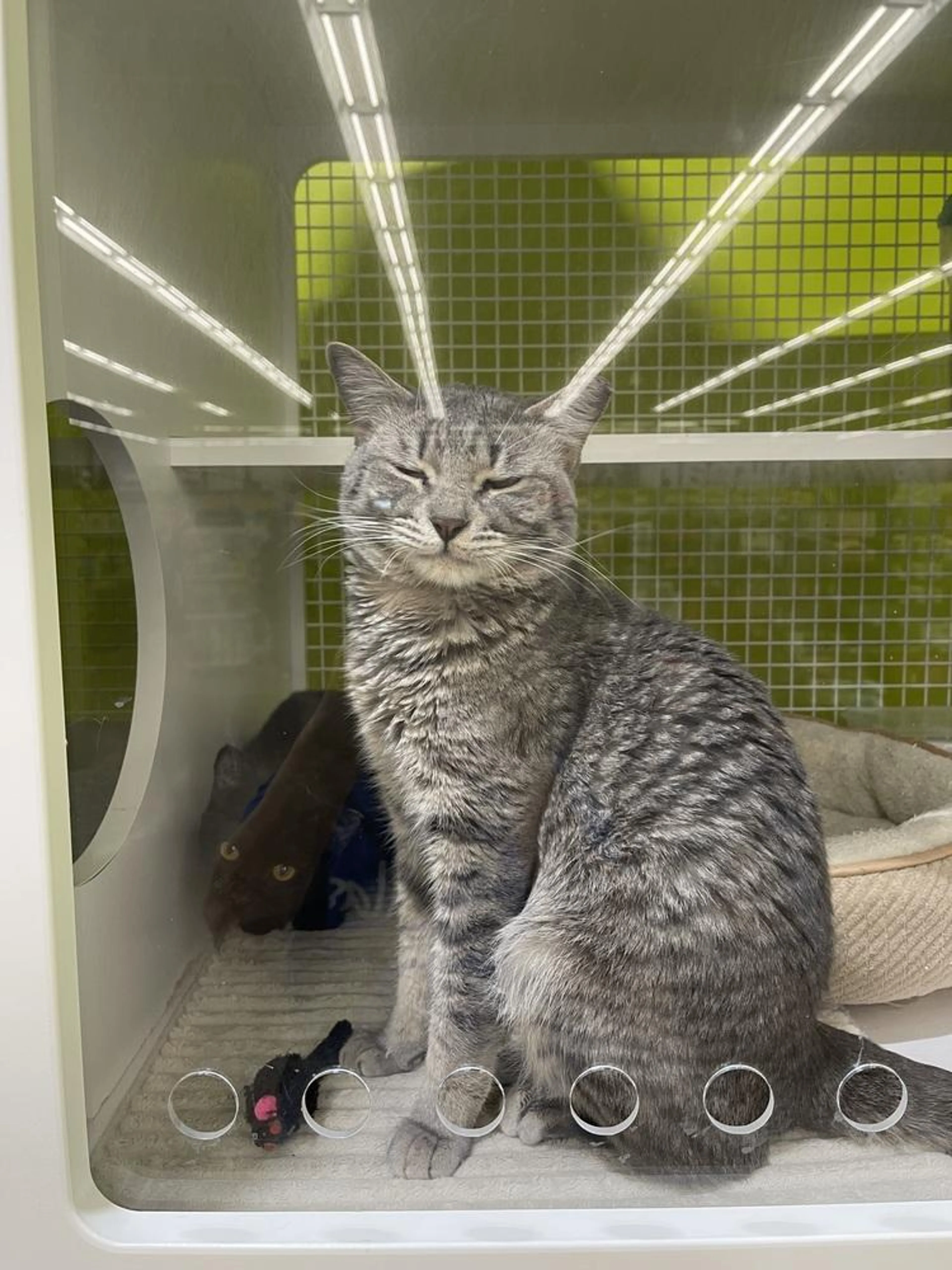 Found pet-1