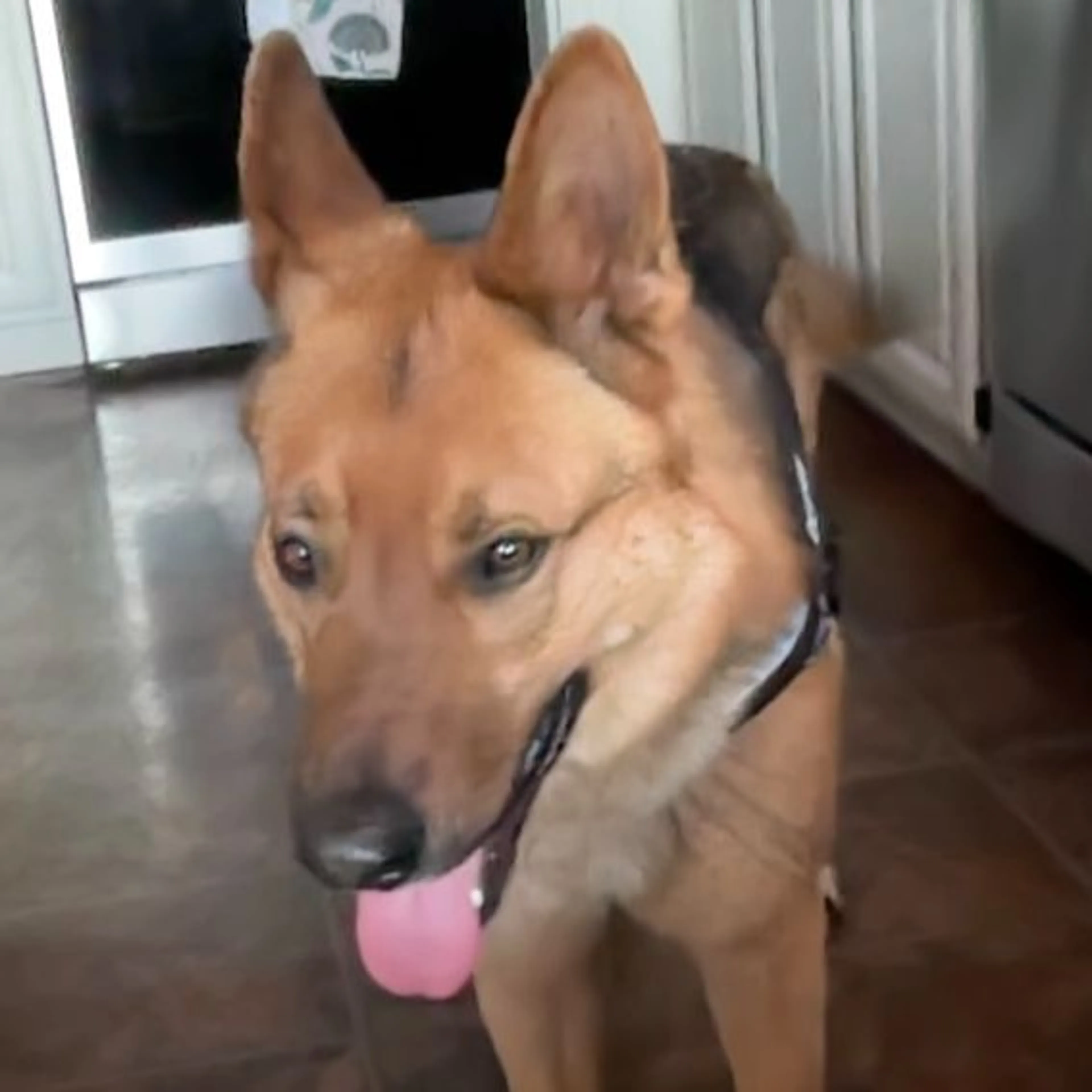 Found pet-0