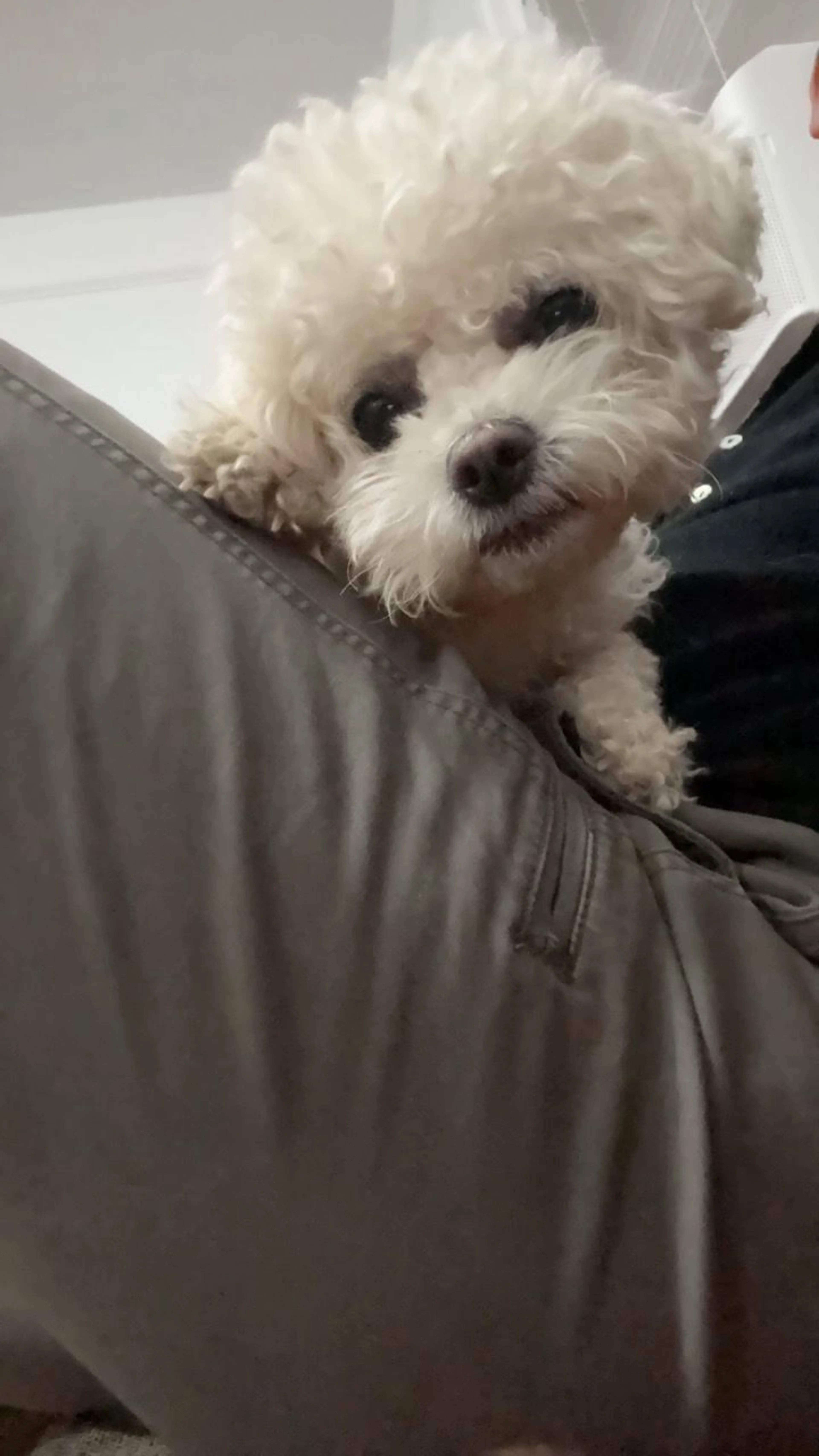 Lost pet-3