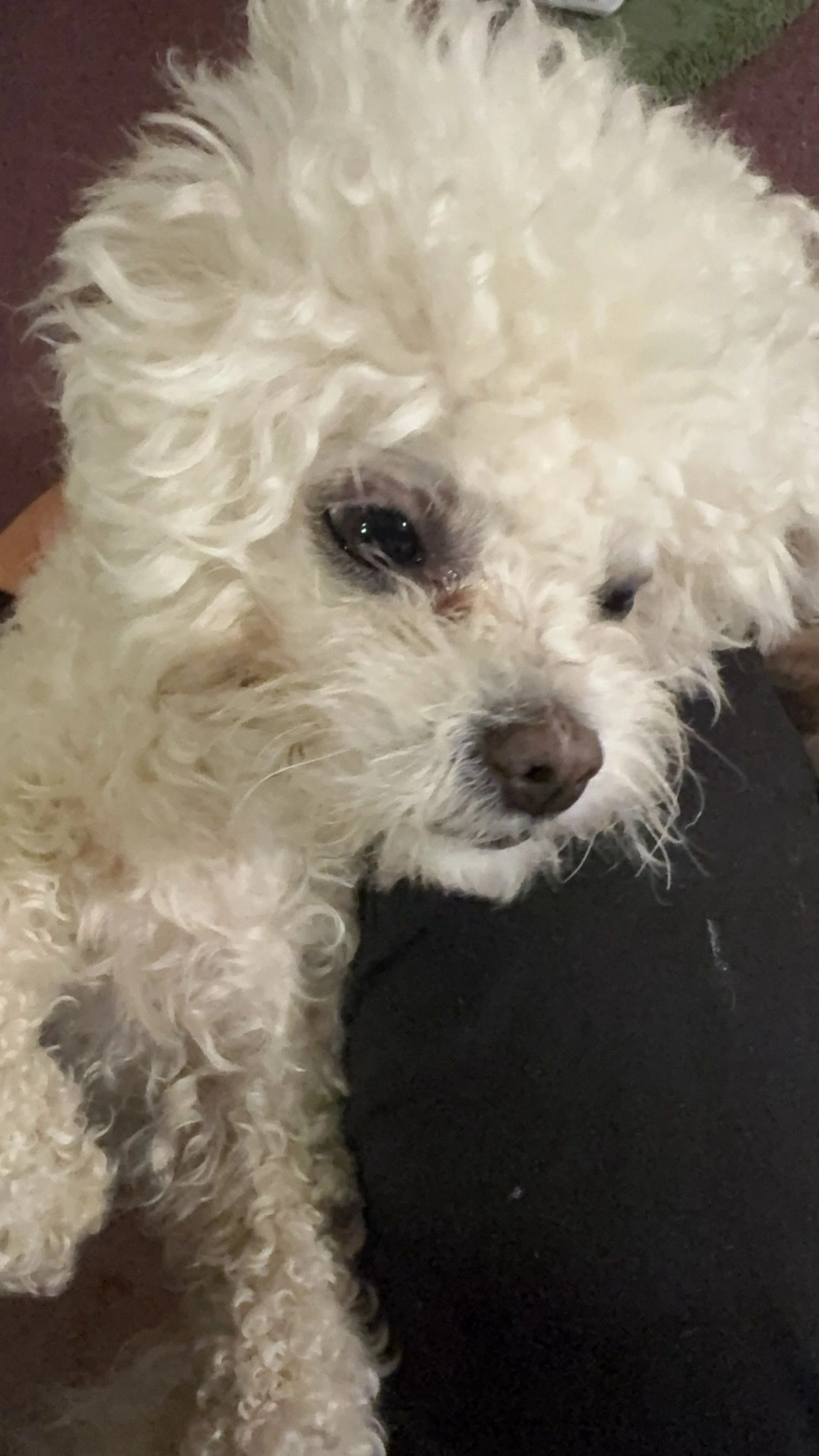 Lost pet-0